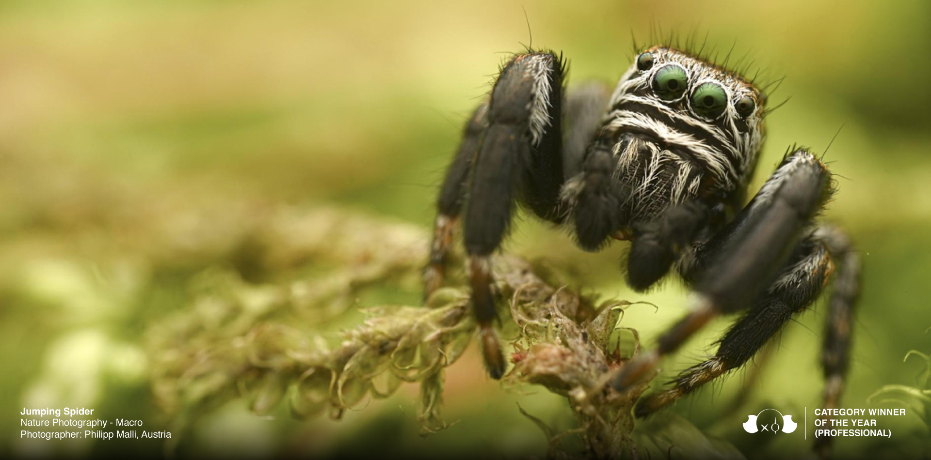 Nature Photography of the Year