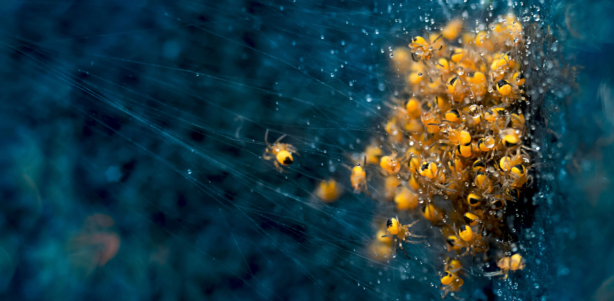 London Photography Awards - Nature Photography