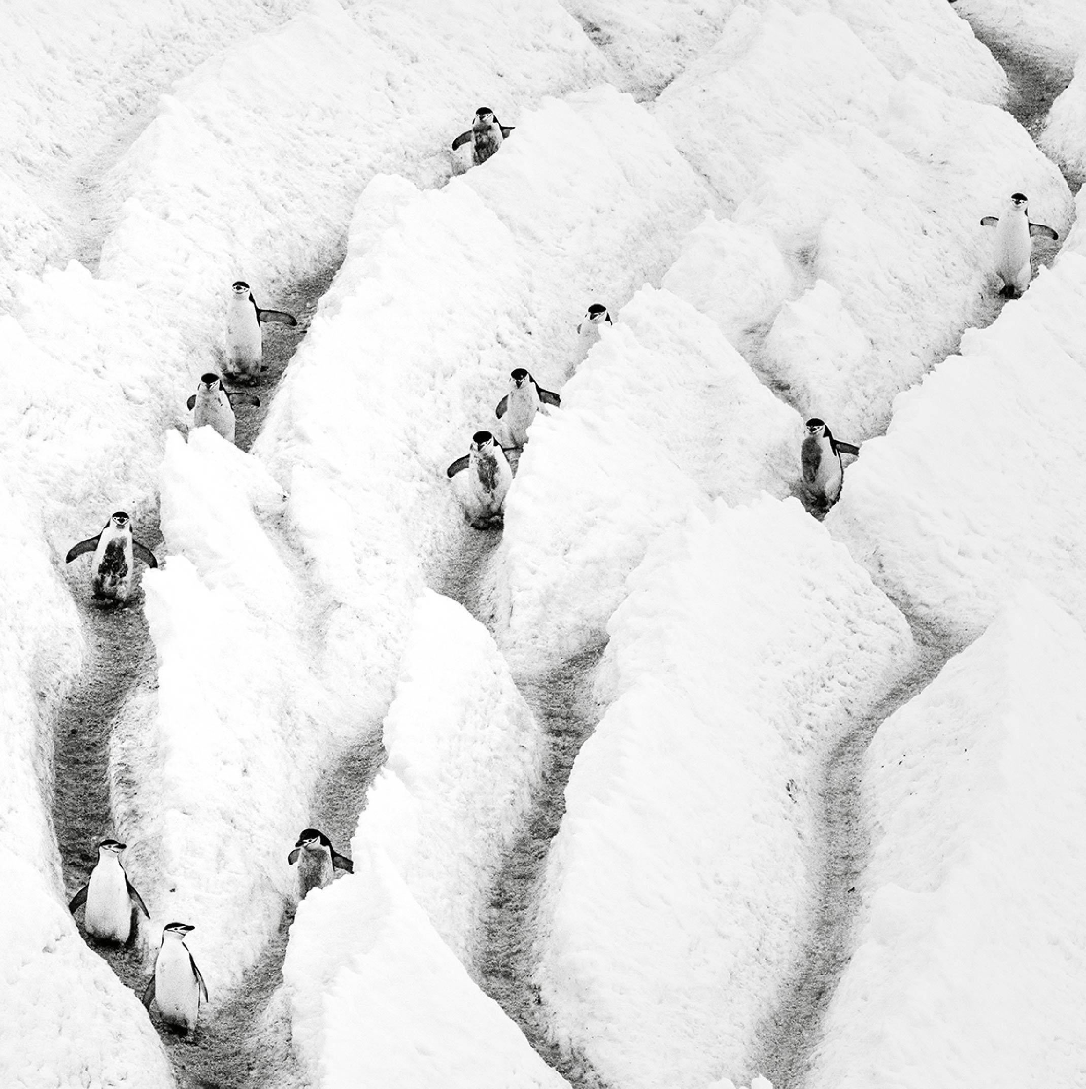 London Photography Awards - Black & White Photography