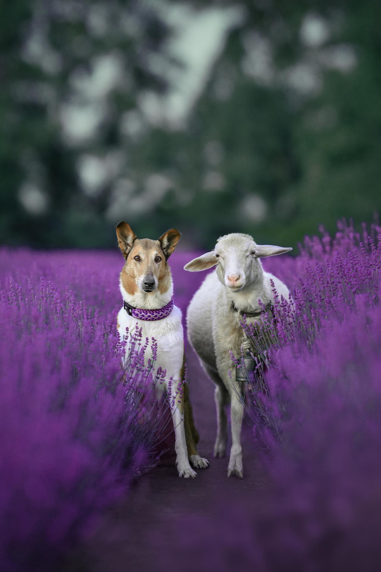 London Photography Awards Winner - Shepherd and his sheep