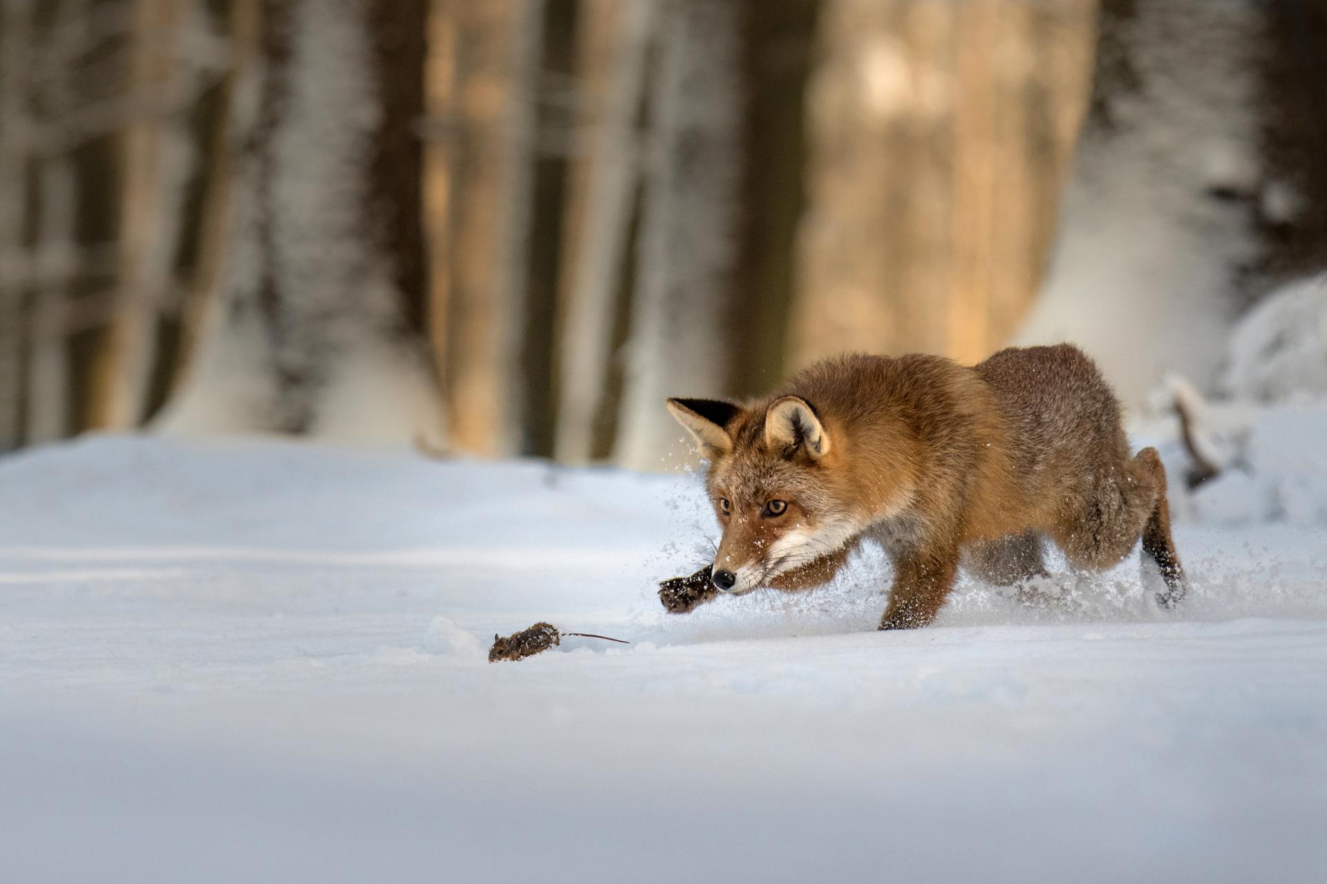 London Photography Awards Winner - Circle of life