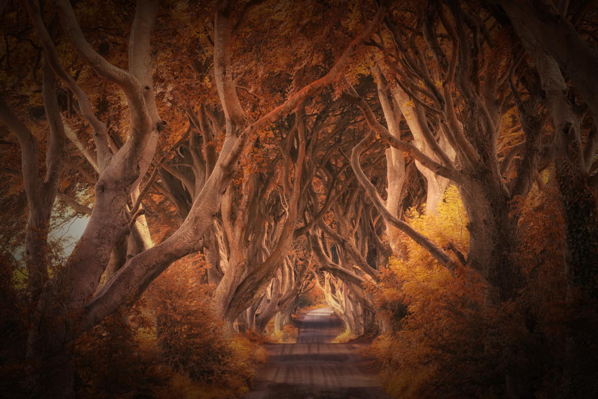 London Photography Awards Winner - the dark hedges