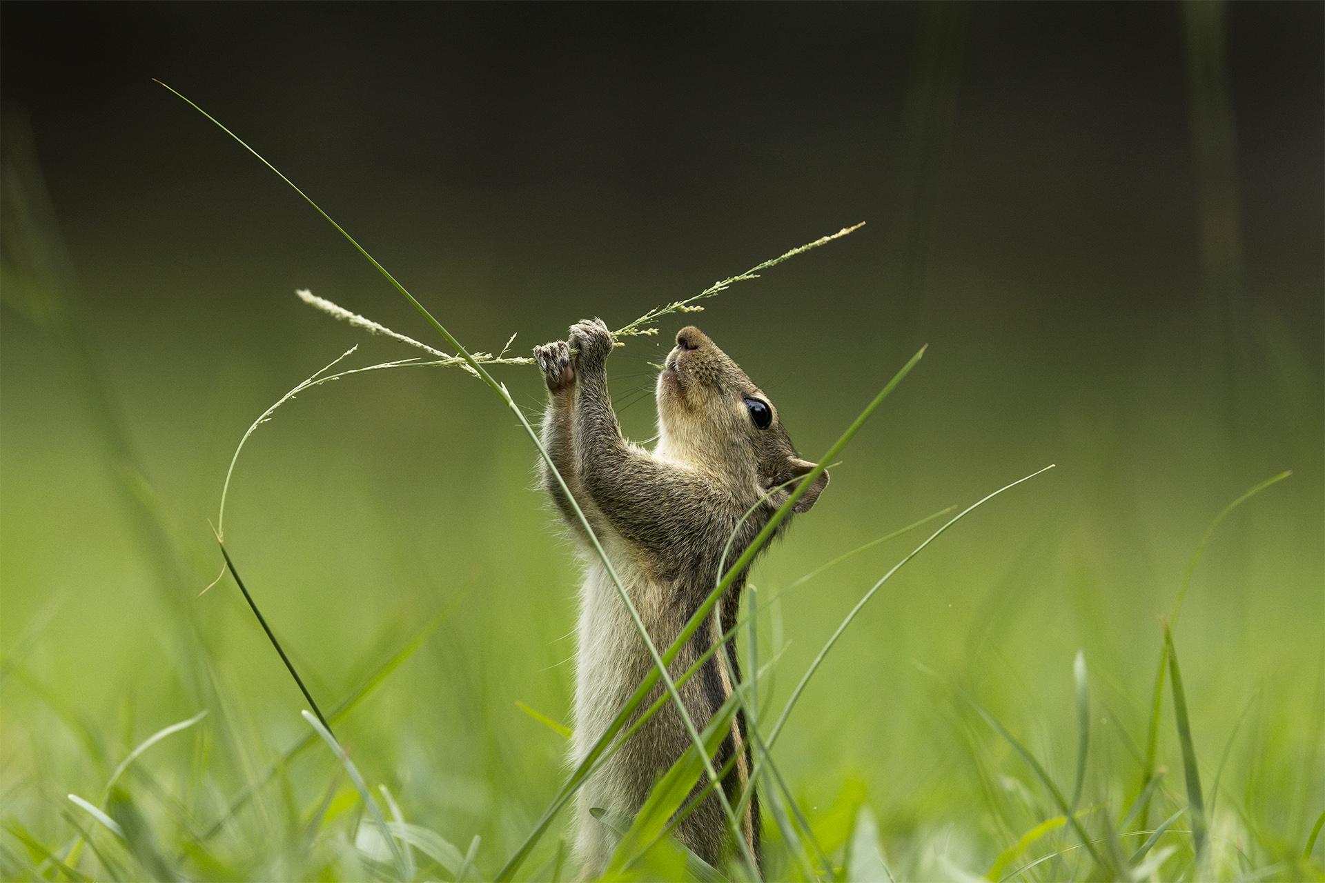 London Photography Awards Winner - This is tasty