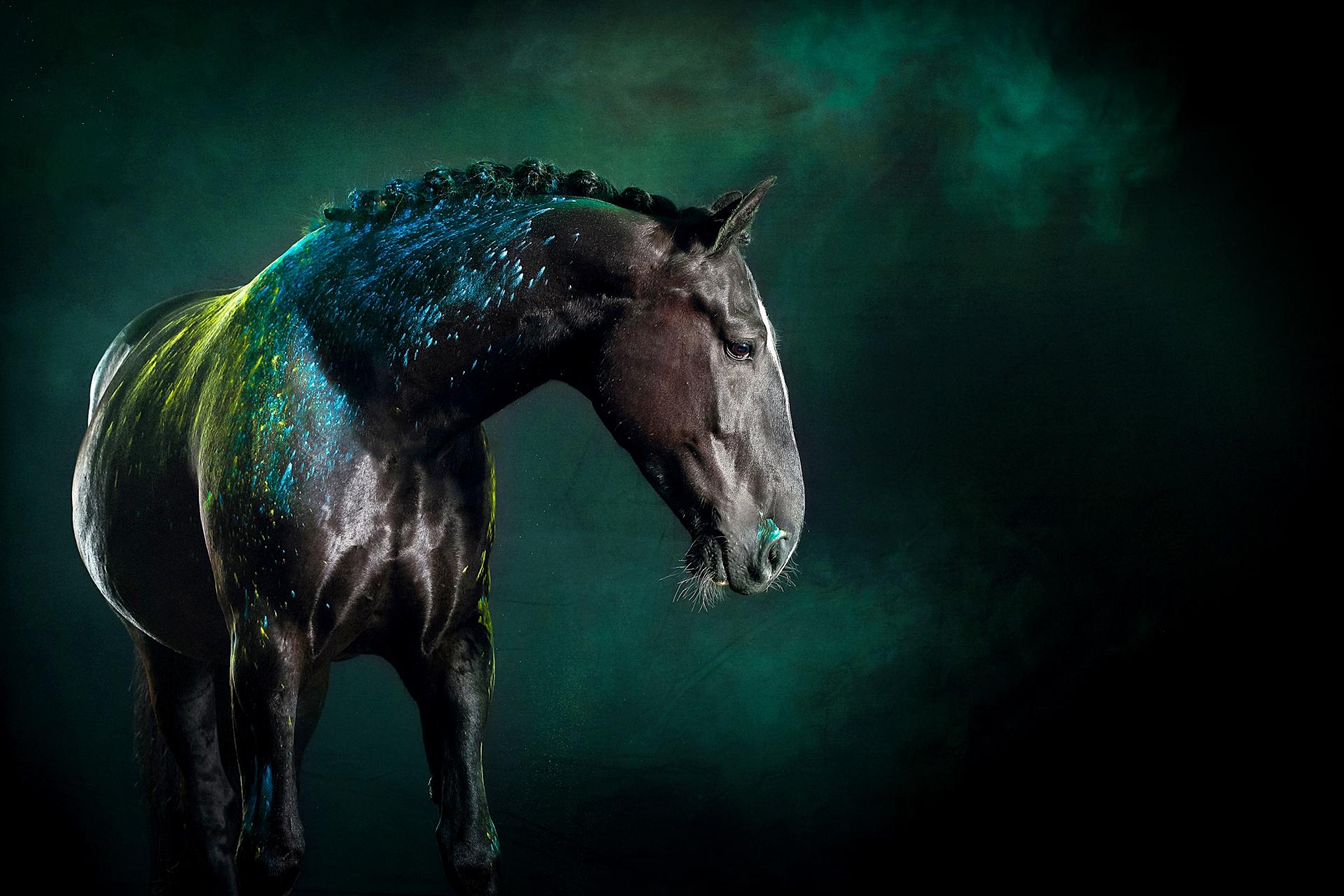 London Photography Awards Winner - Holi Horses