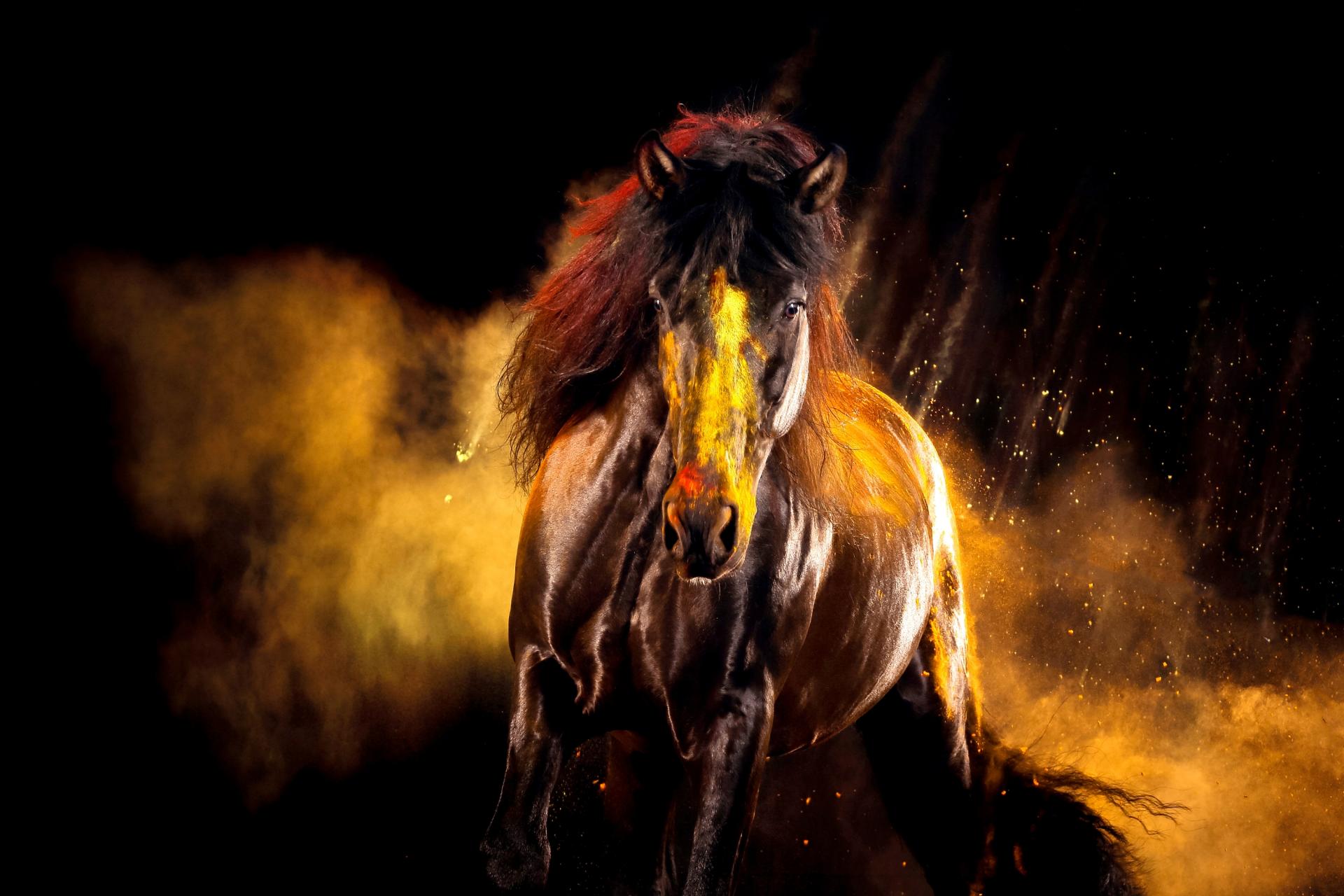 London Photography Awards Winner - Holi Horses