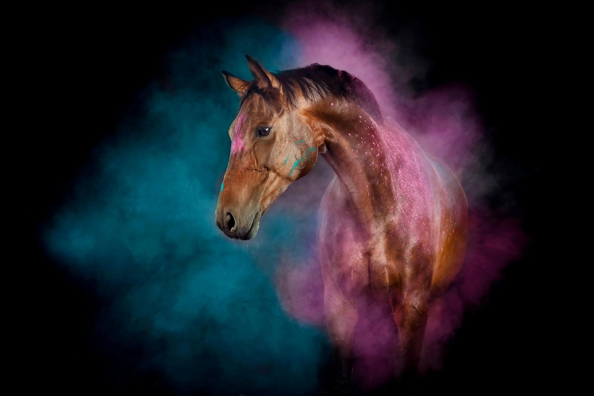 London Photography Awards Winner - Holi Horses