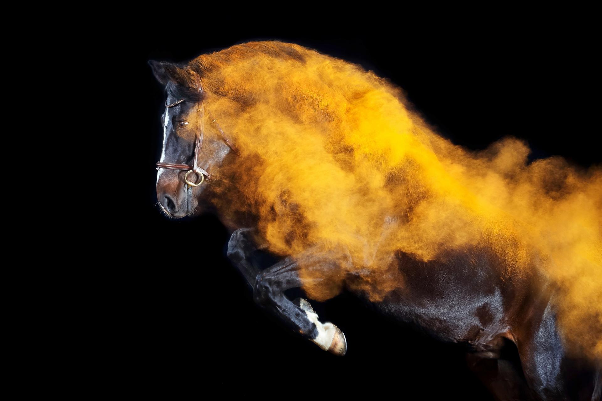 London Photography Awards Winner - Holi Horses