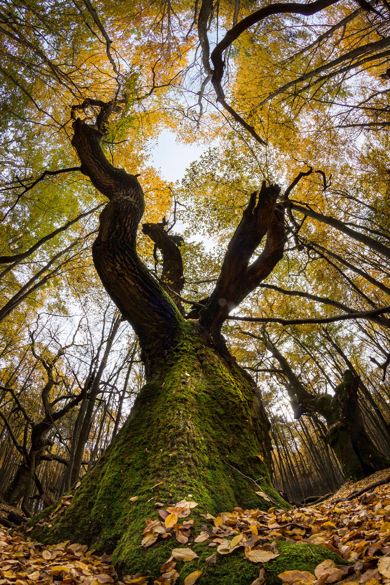 London Photography Awards Winner - Ents