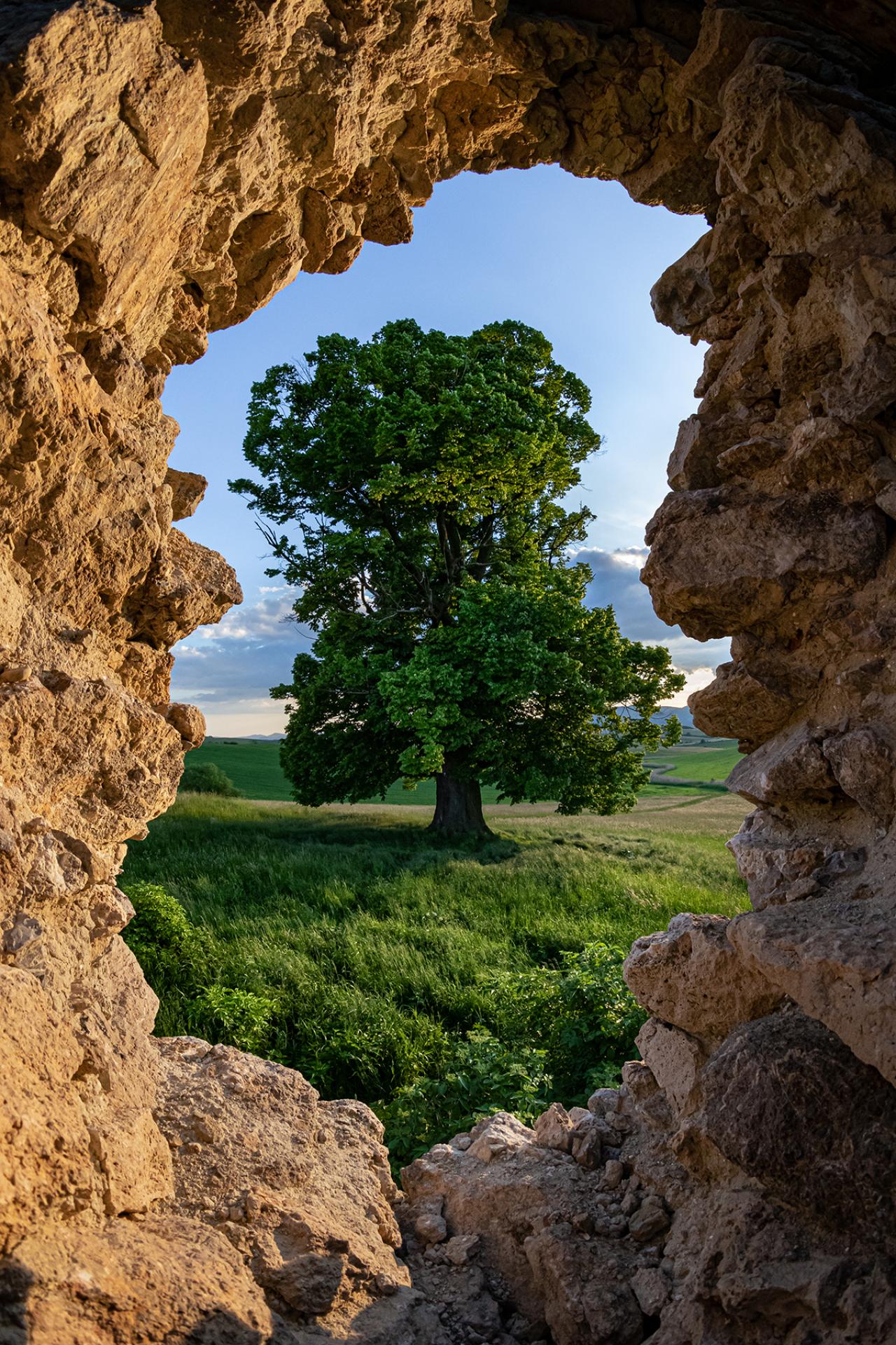 London Photography Awards Winner - Ents