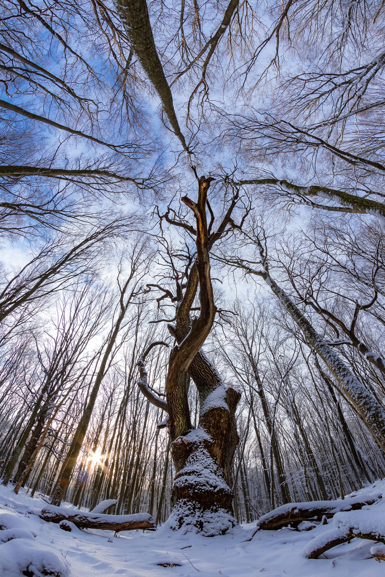 London Photography Awards Winner - Ents