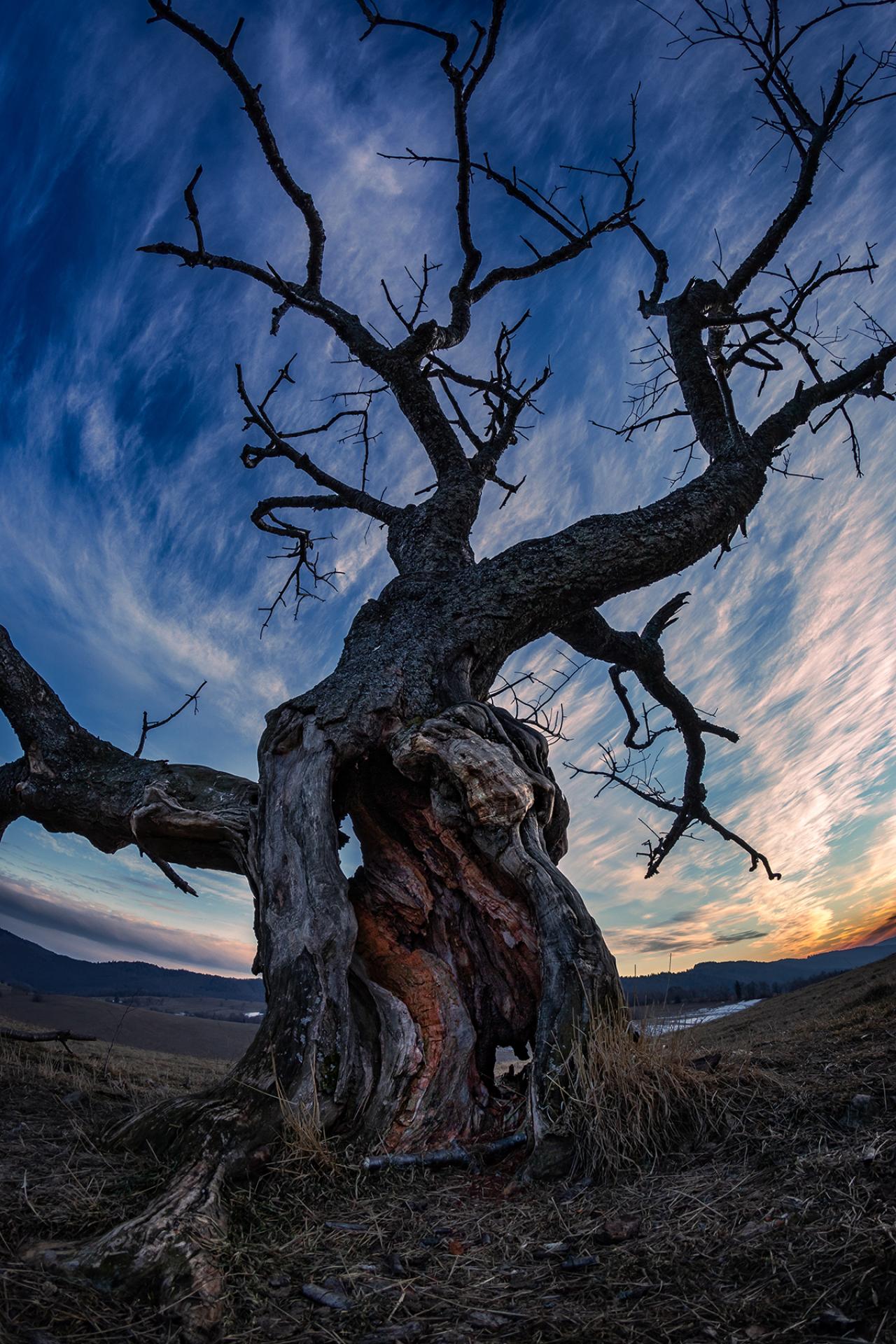 London Photography Awards Winner - Ents