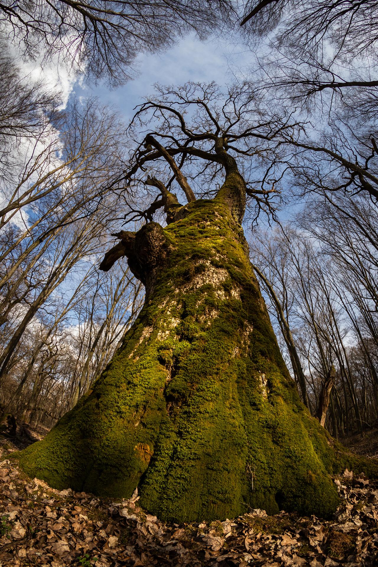 London Photography Awards Winner - Ents