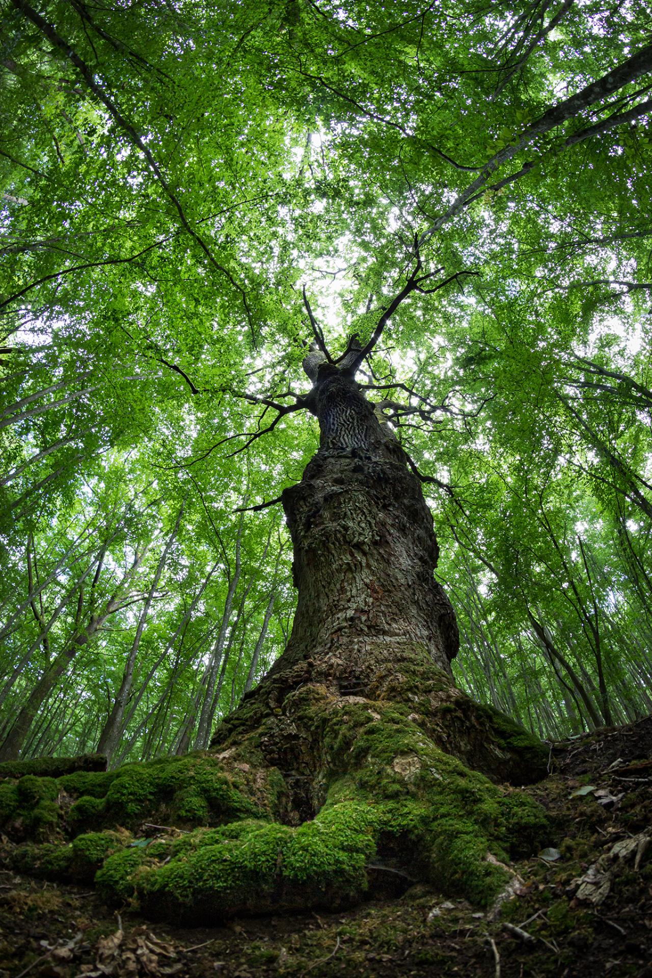 London Photography Awards Winner - Ents