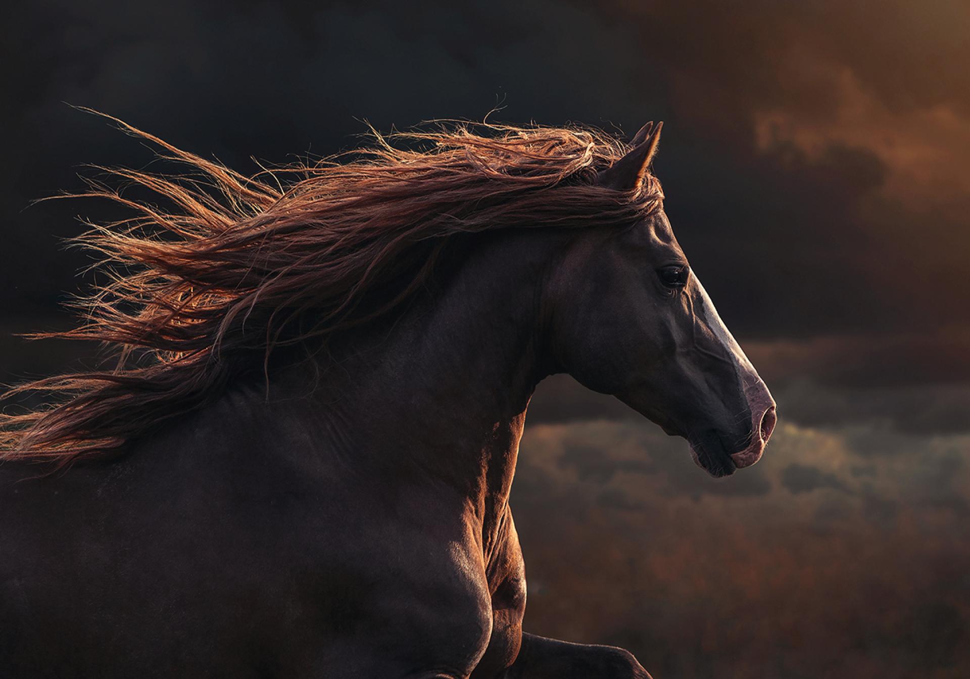 London Photography Awards Winner - Magic of Horses