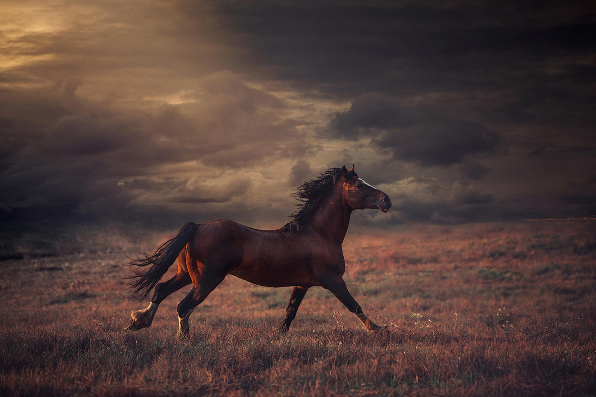 London Photography Awards Winner - Magic of Horses