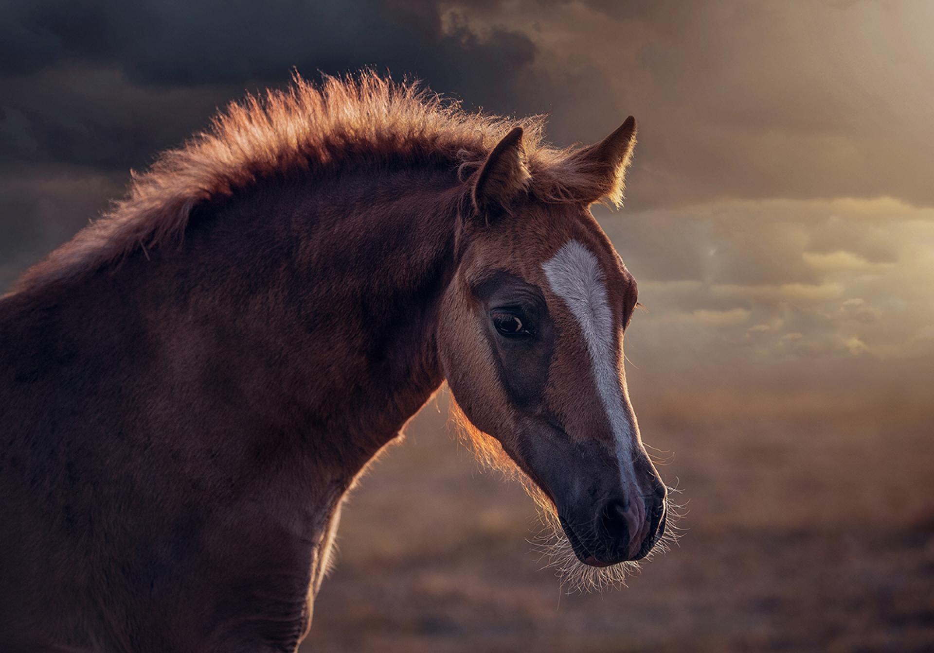 London Photography Awards Winner - Magic of Horses