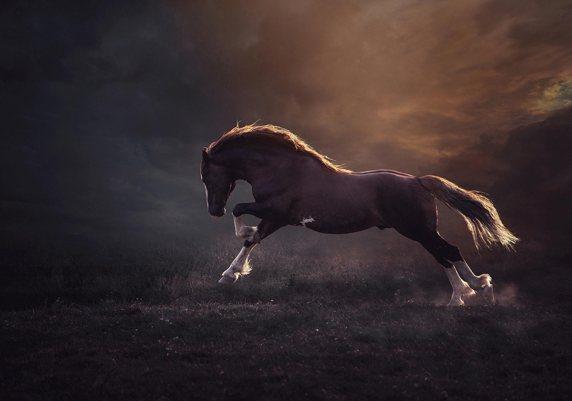 London Photography Awards Winner - Magic of Horses