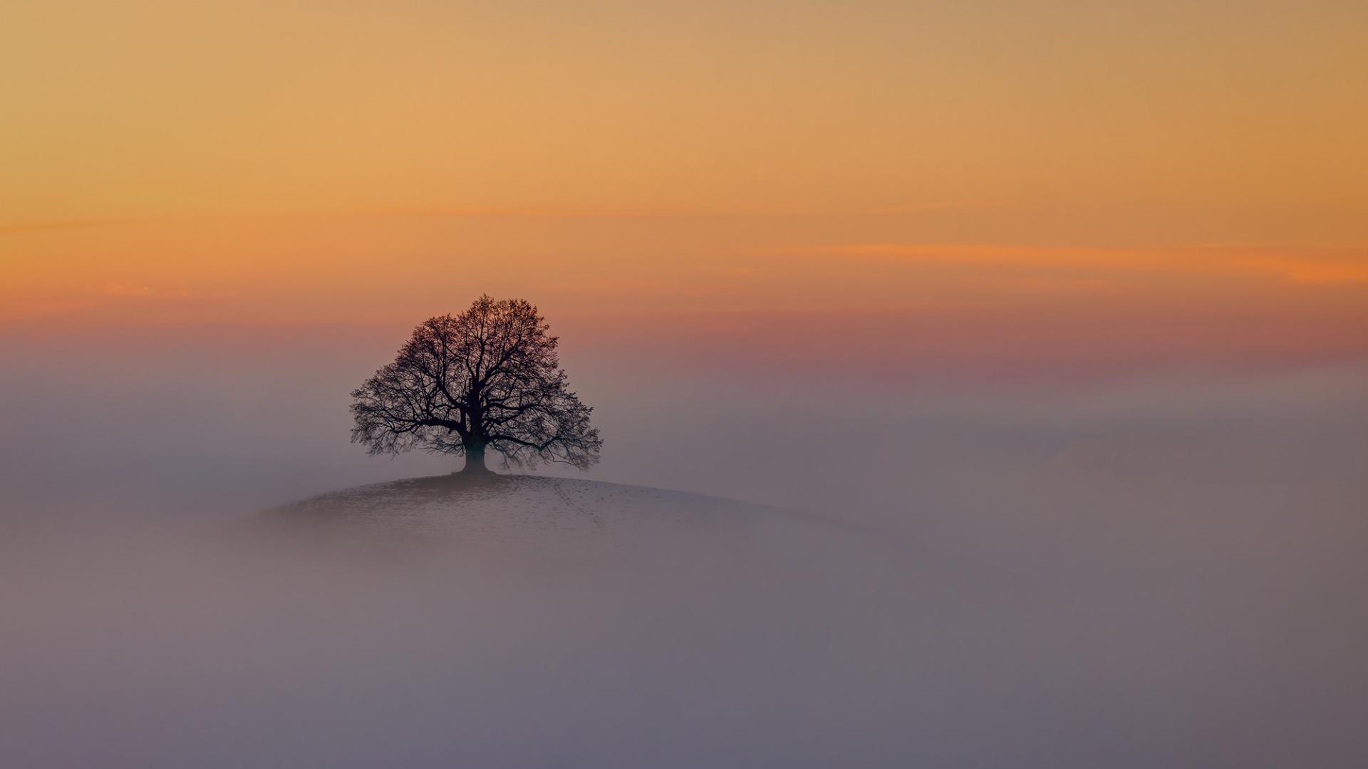 London Photography Awards Winner - LONLEY TREE IN THE FOG