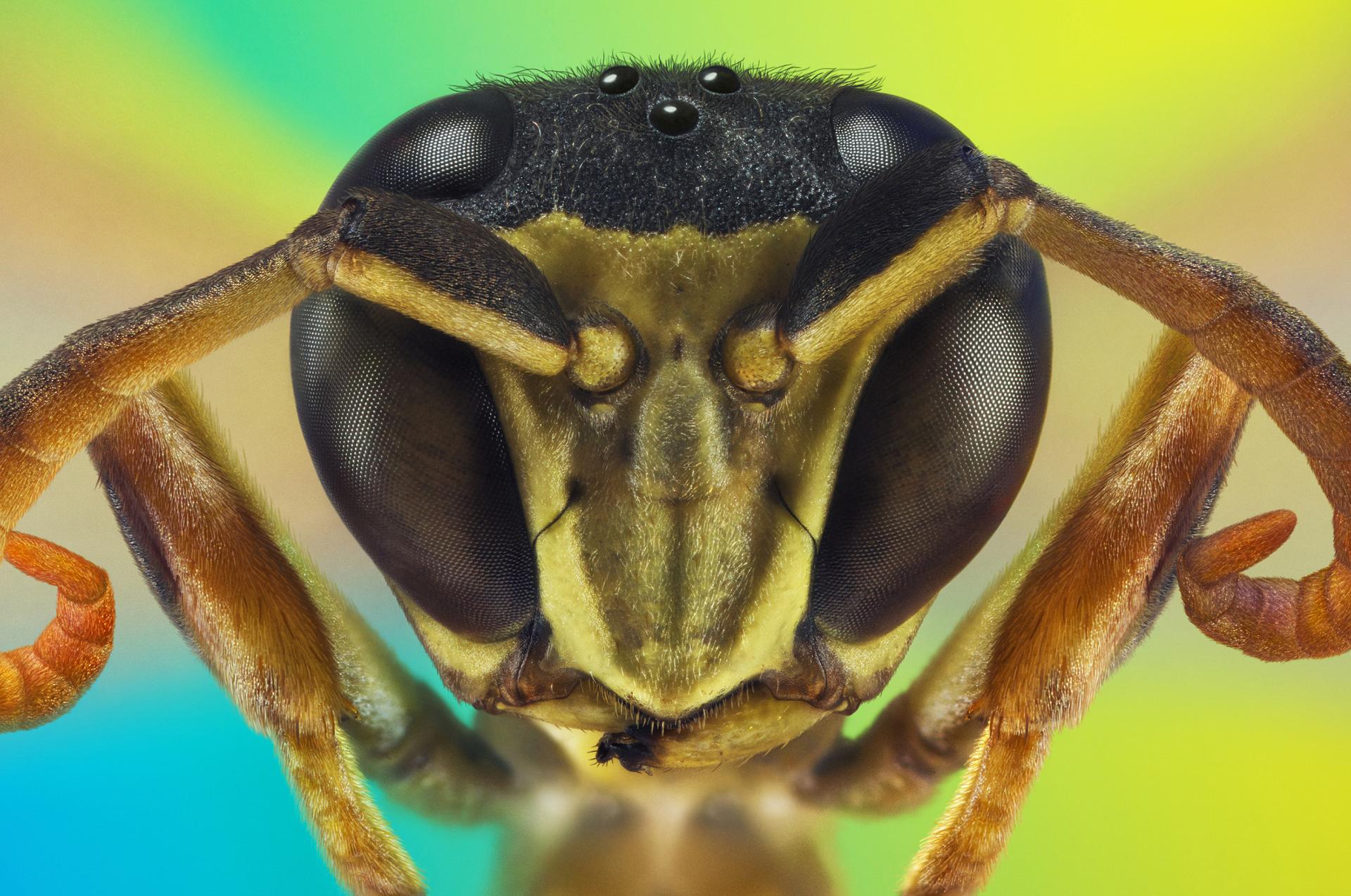 London Photography Awards Winner - Microcosmic Portraits of The Little Earthlings