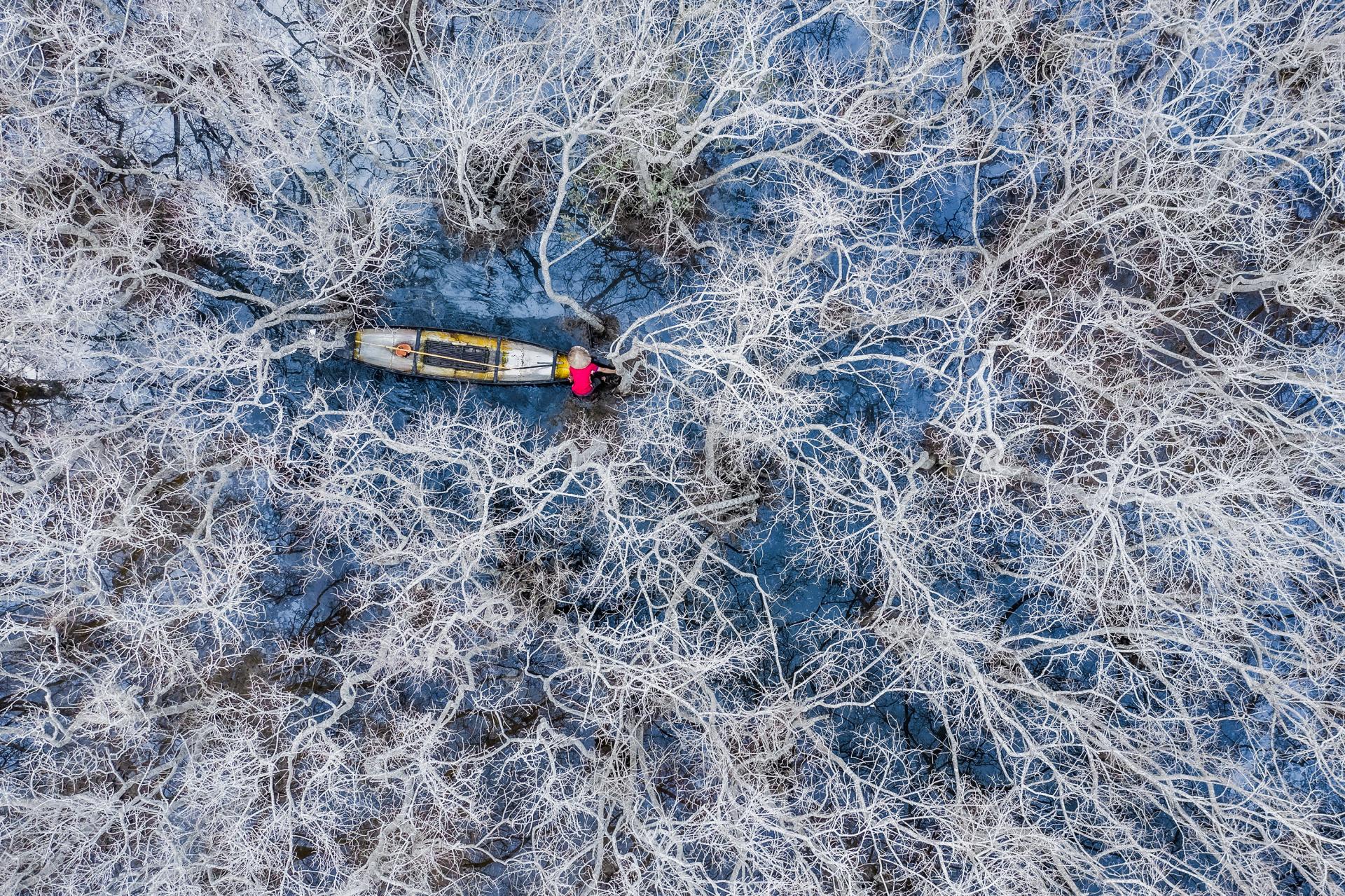 London Photography Awards Winner - In the mangrove forest