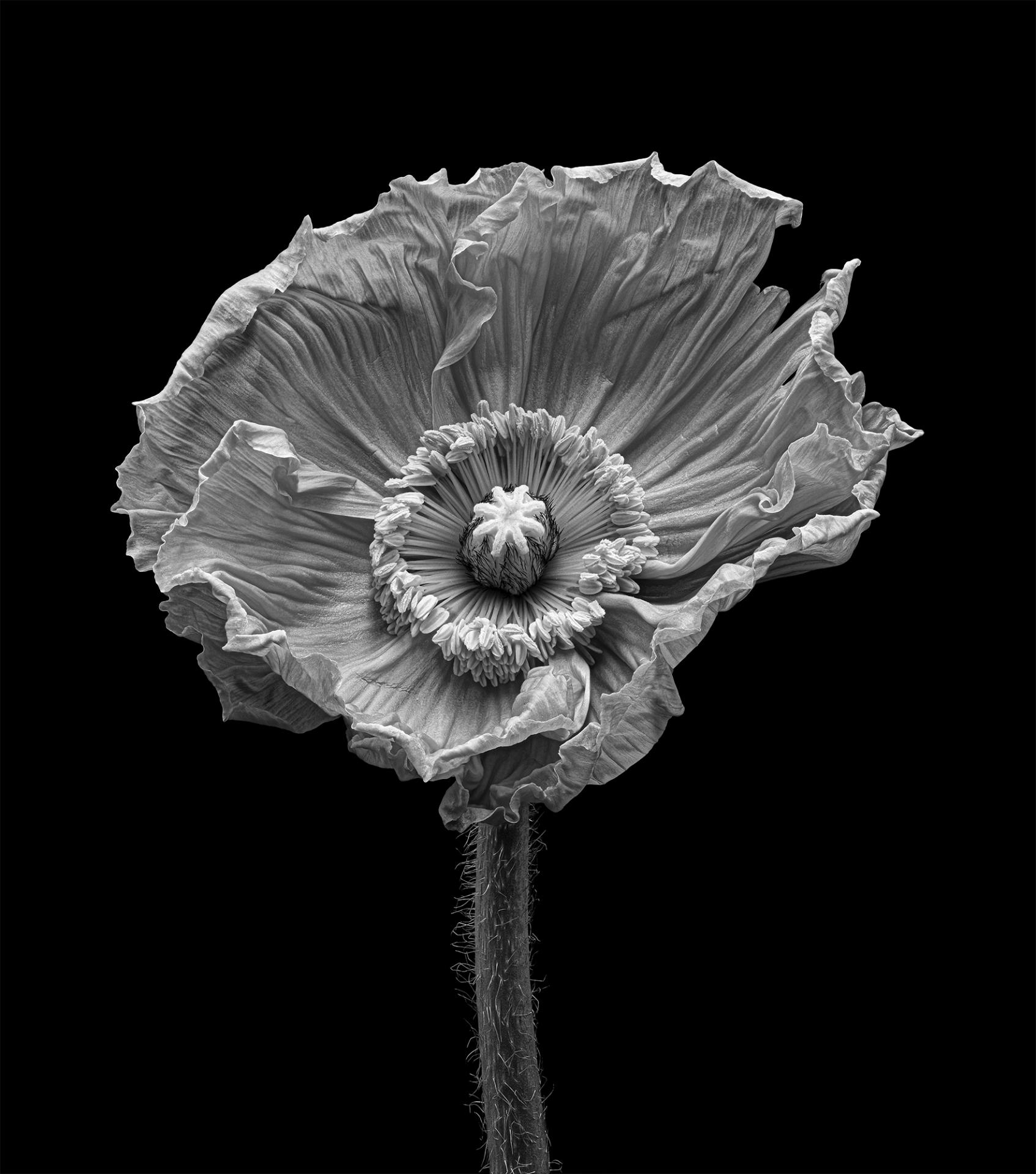 London Photography Awards Winner - Botanical Portraits