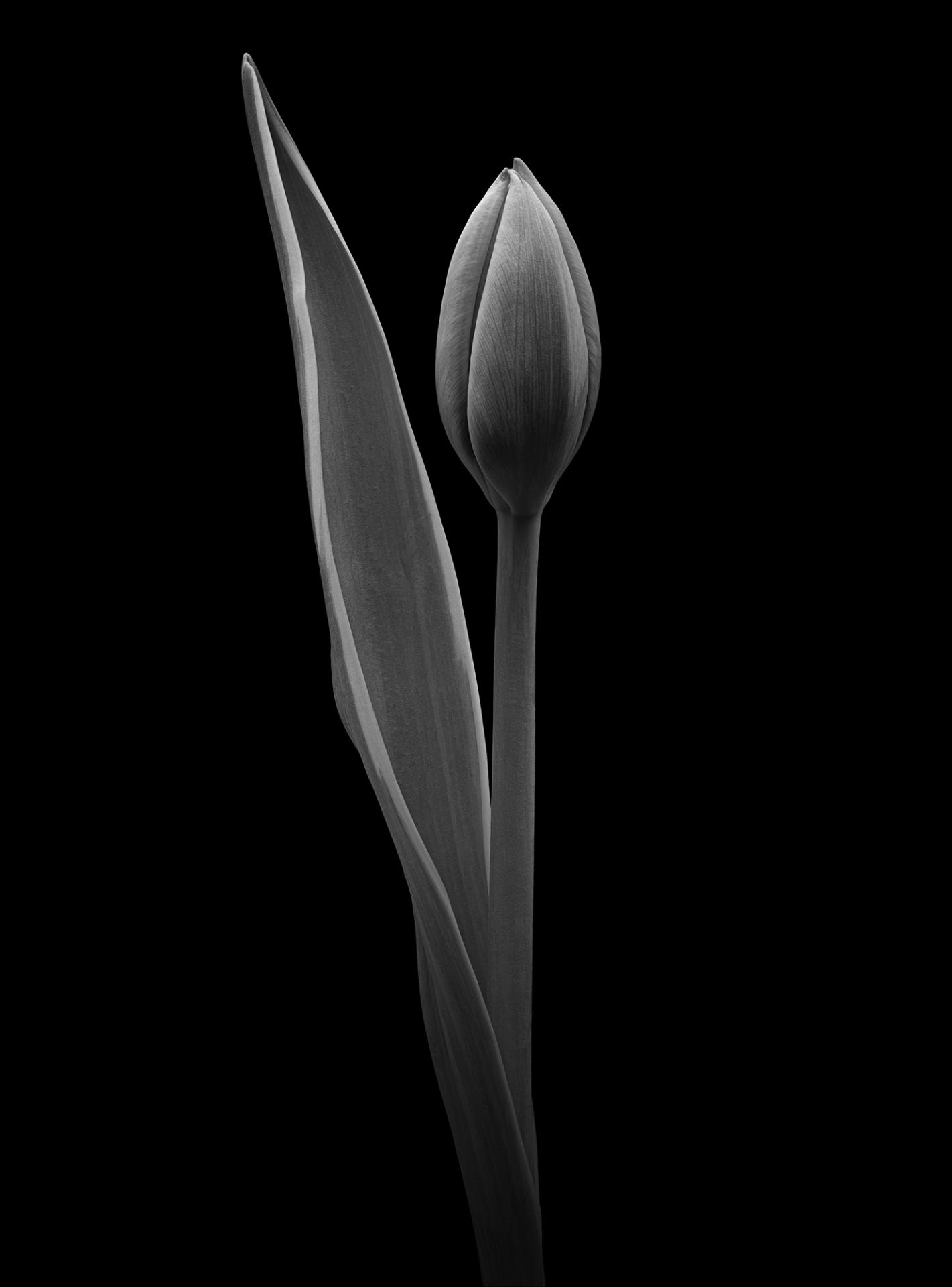 London Photography Awards Winner - Botanical Portraits