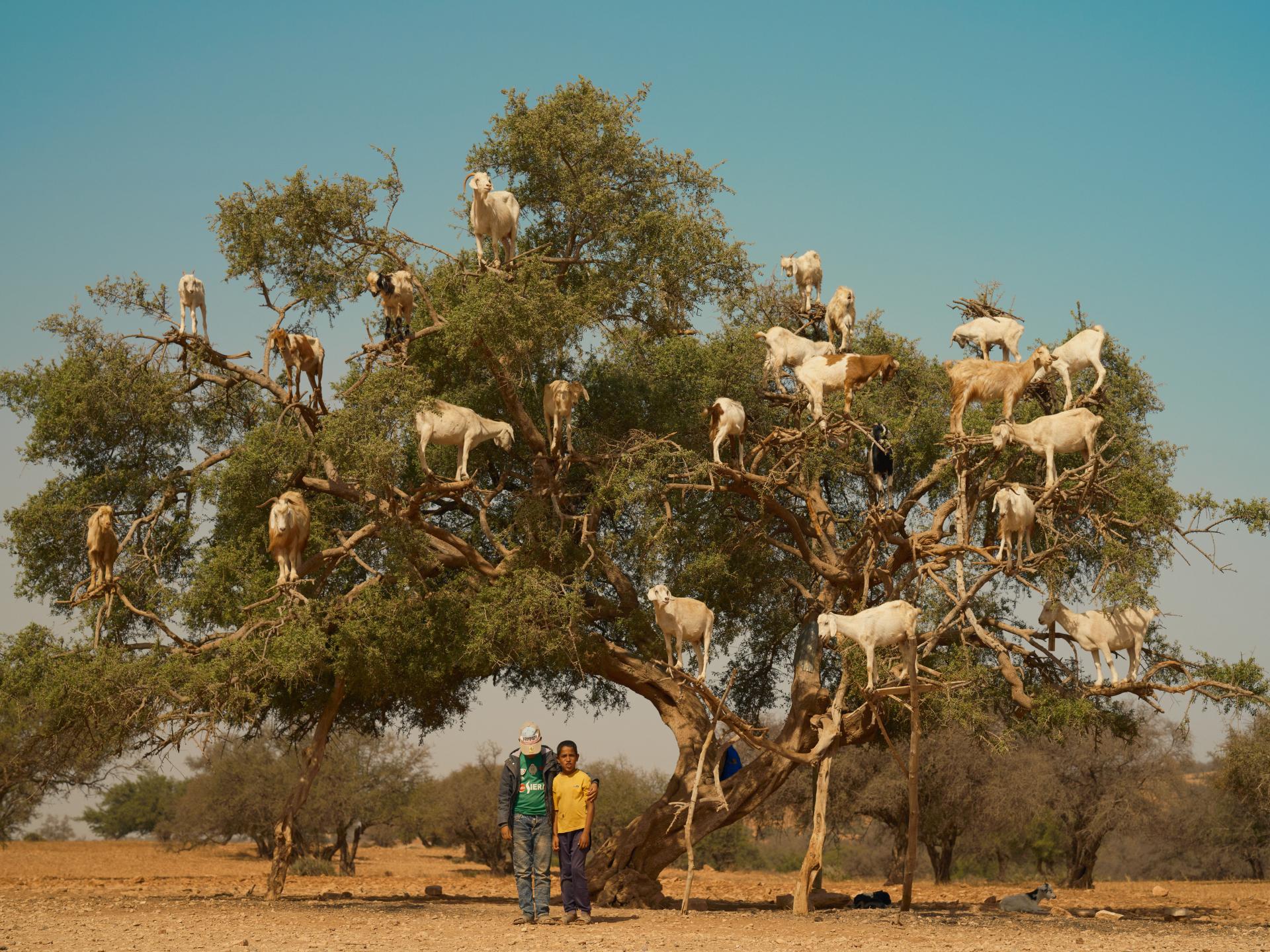 London Photography Awards Winner - The Boys and the Goats