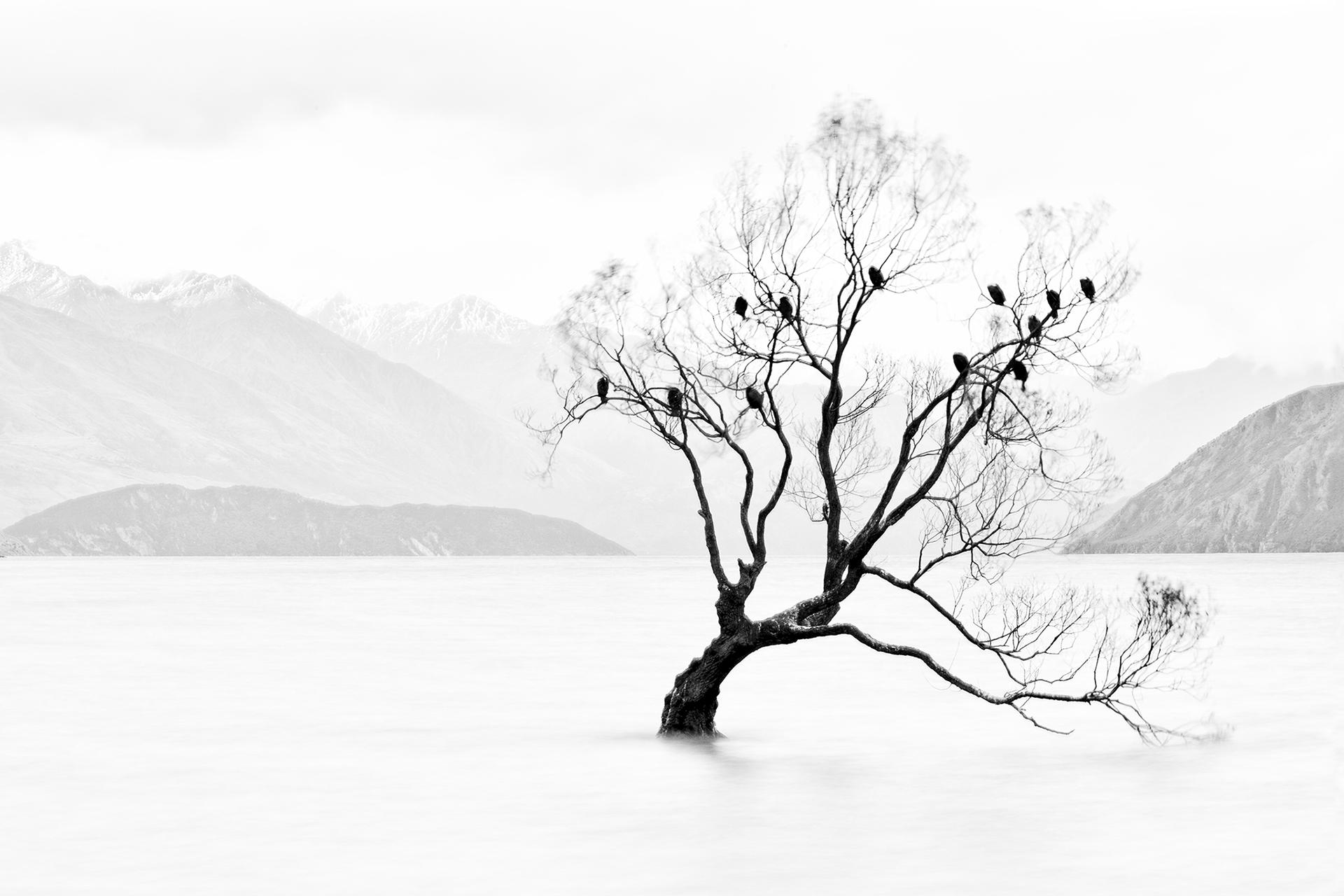 London Photography Awards Winner - Lone tree, not lonely
