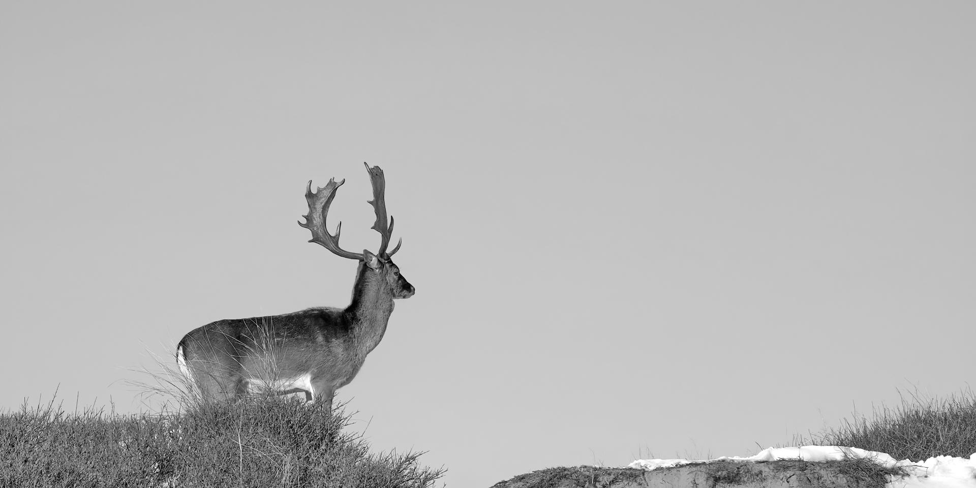 London Photography Awards Winner - Deer wondering where the snow is gone