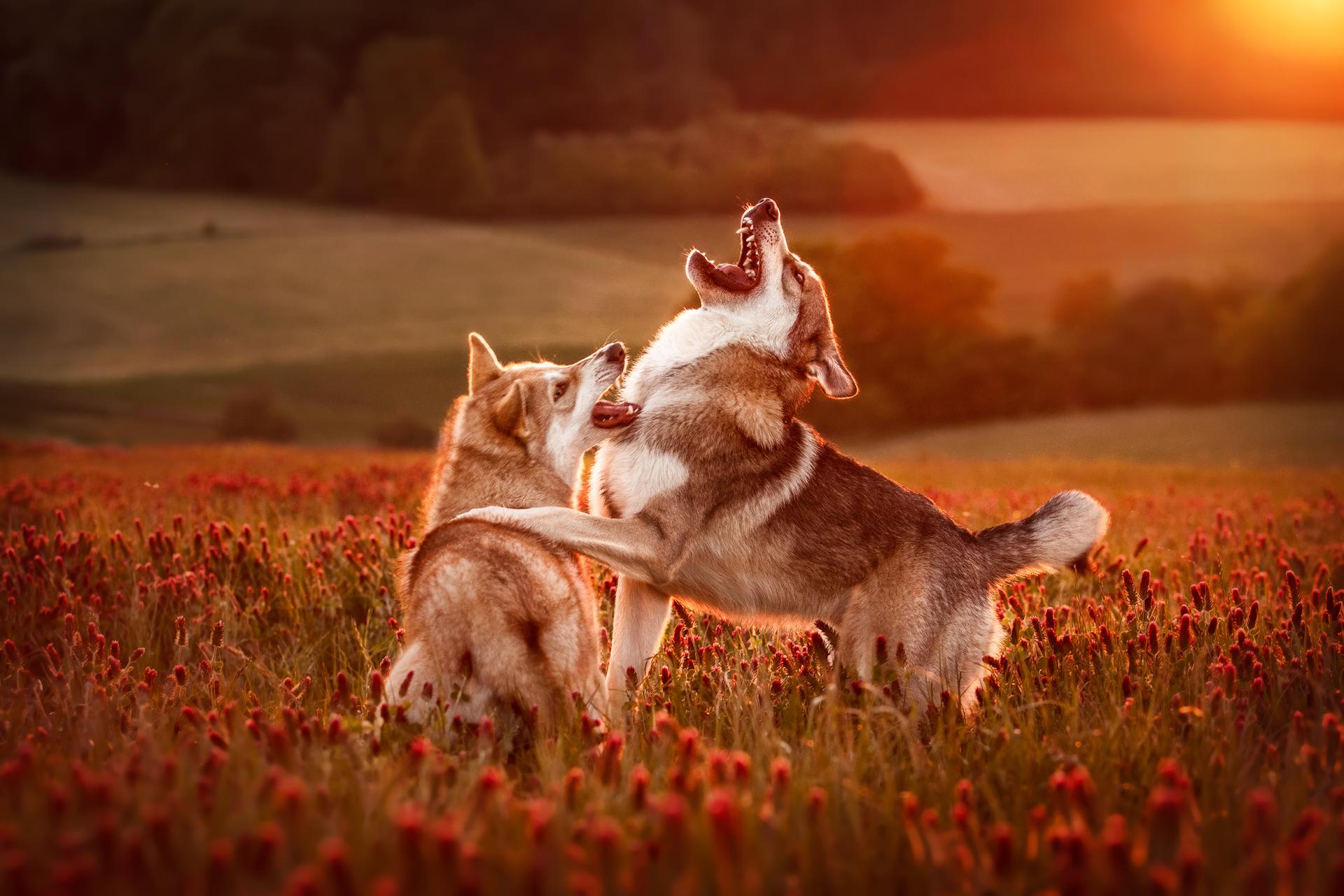 London Photography Awards Winner - Playing Wolfhounds