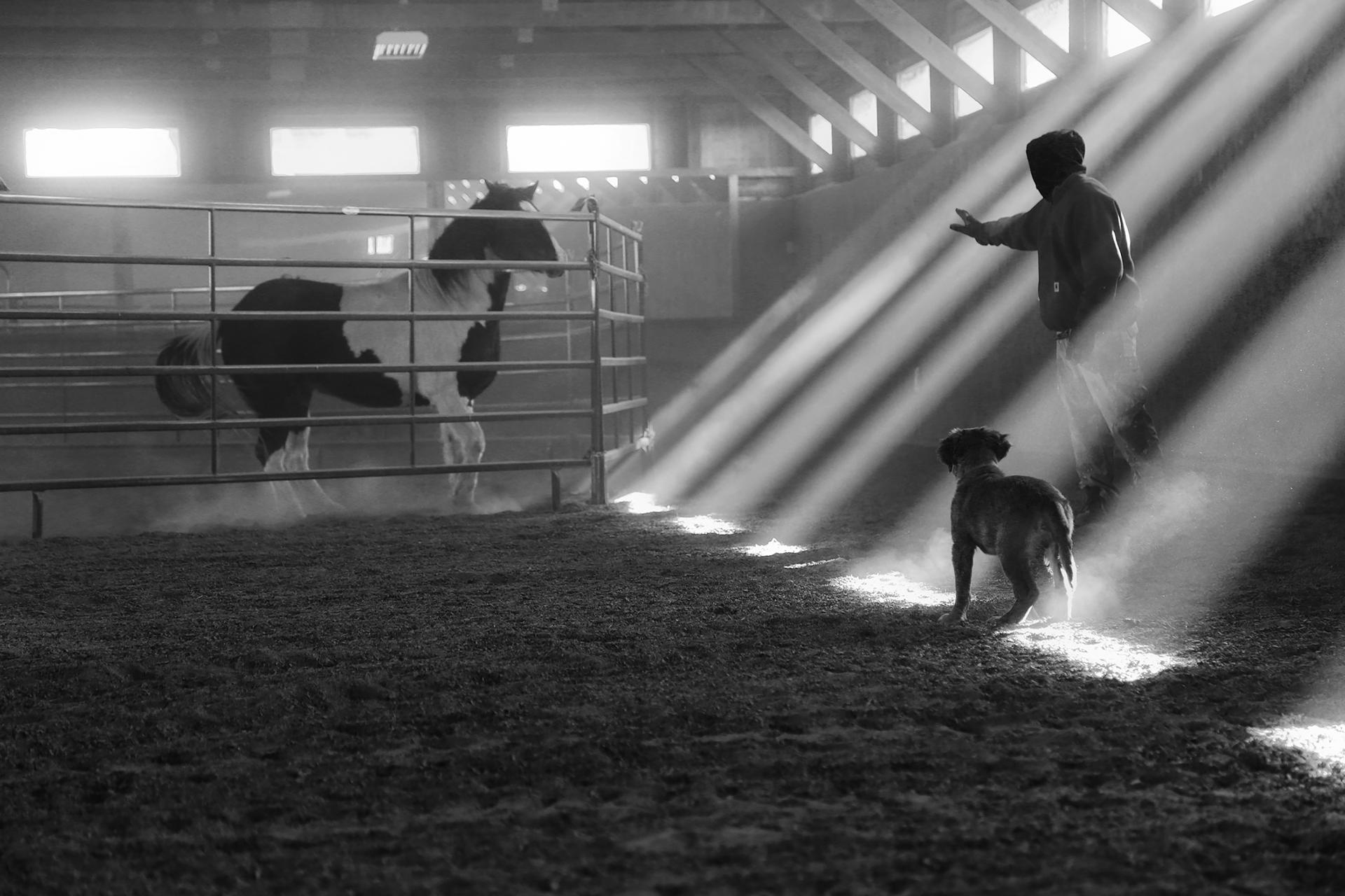 London Photography Awards Winner - Equus: The Horse