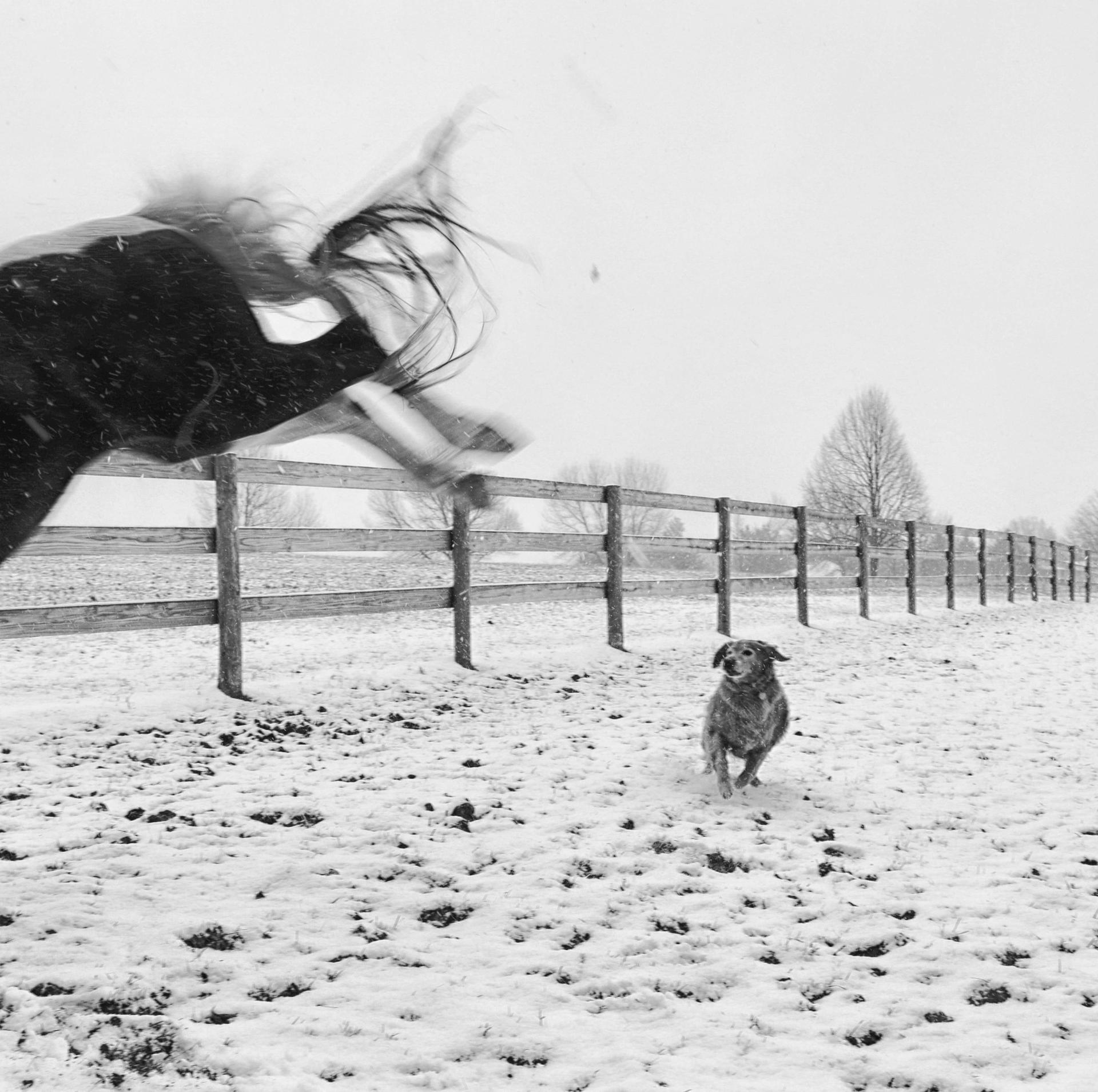 London Photography Awards Winner - Equus: The Horse
