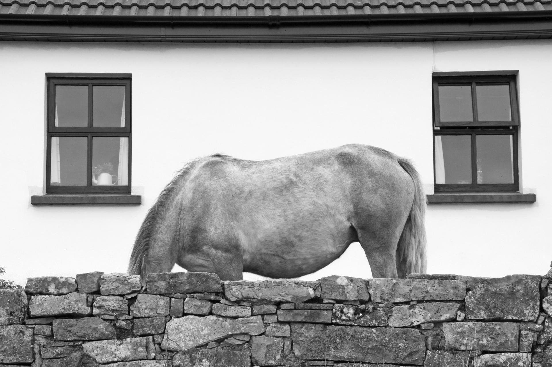 London Photography Awards Winner - Equus: The Horse
