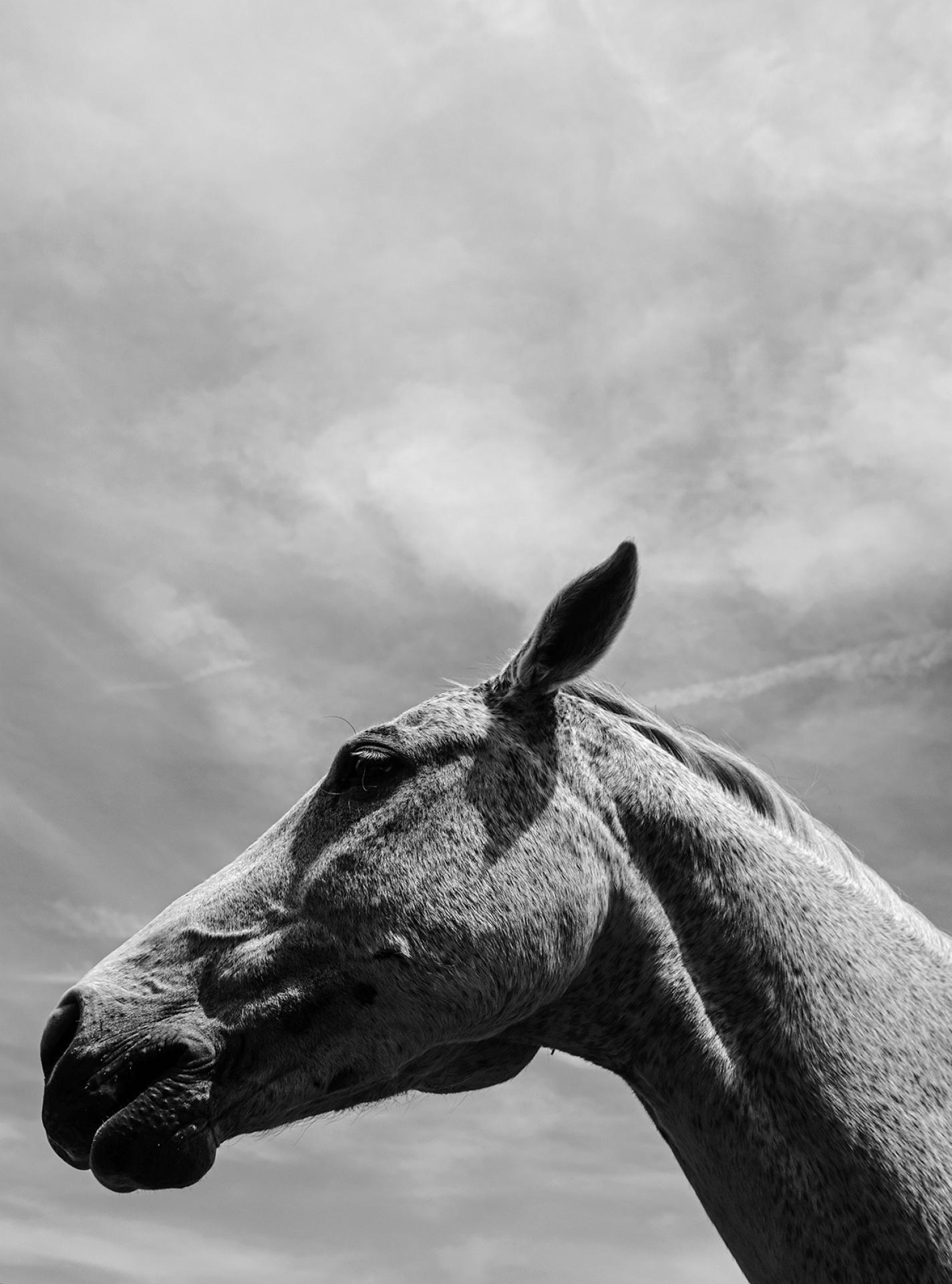 London Photography Awards Winner - Majesty