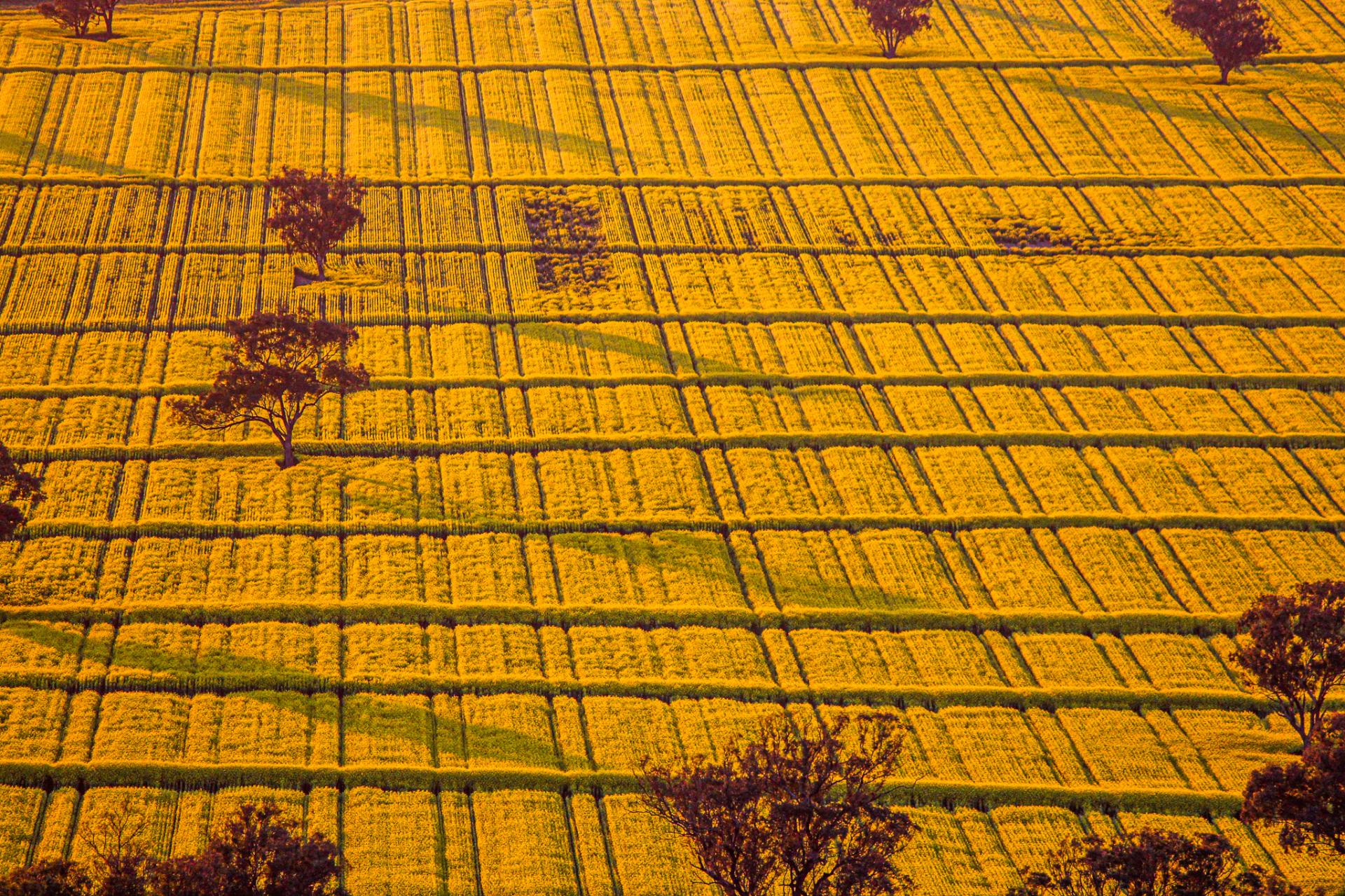 London Photography Awards Winner - Crop Grids