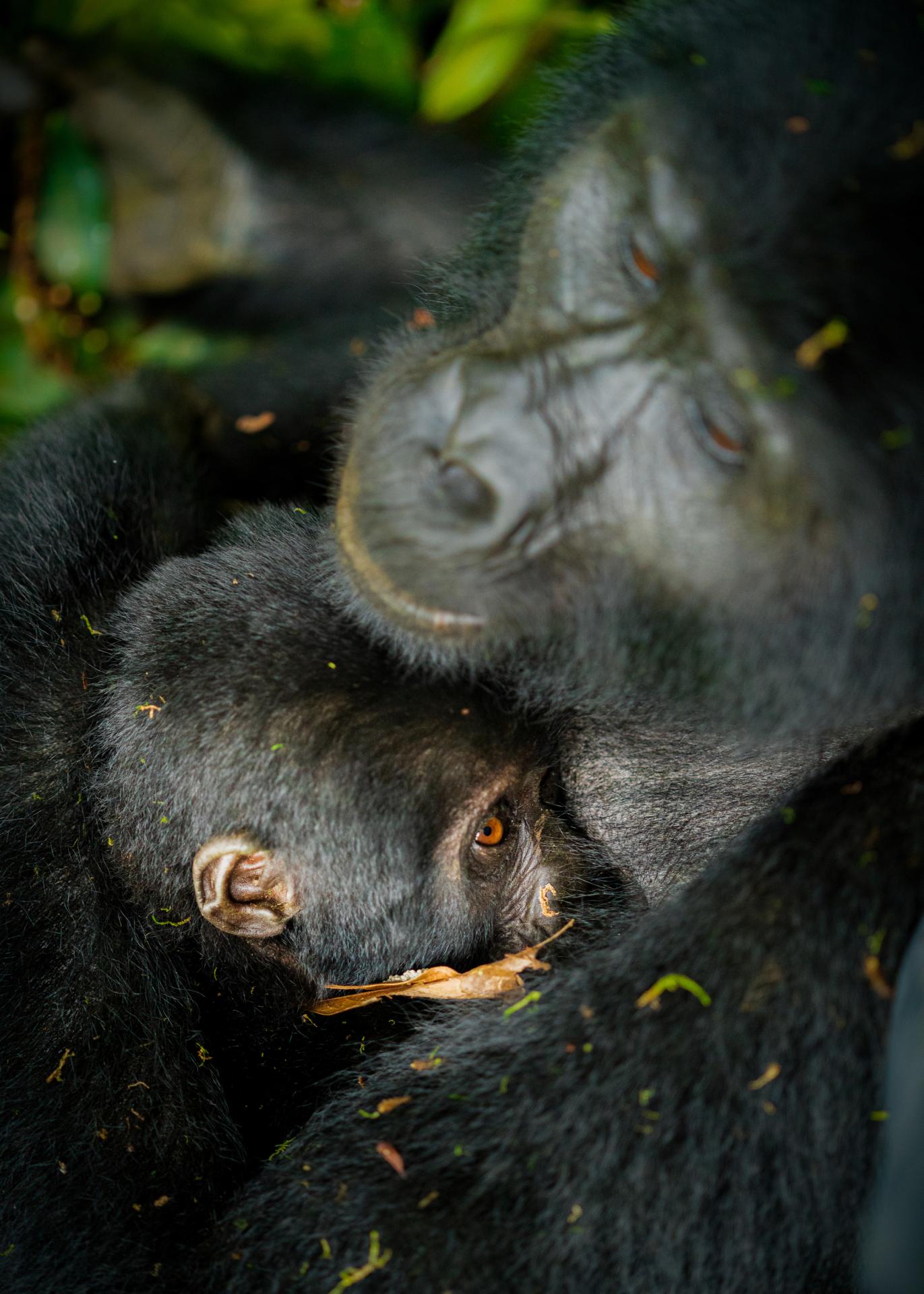 London Photography Awards Winner - Apes from Uganda