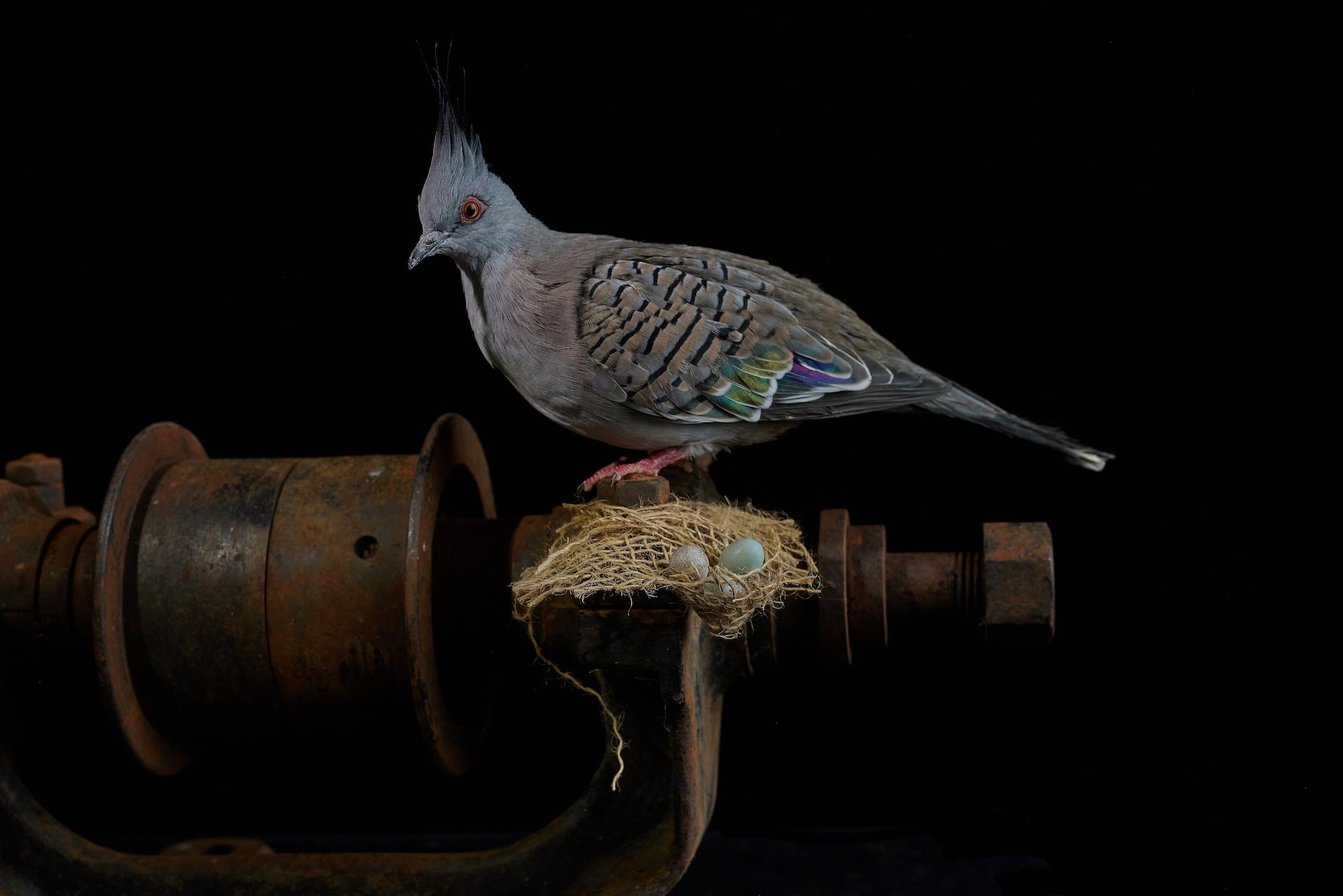 London Photography Awards Winner - Crested Dove