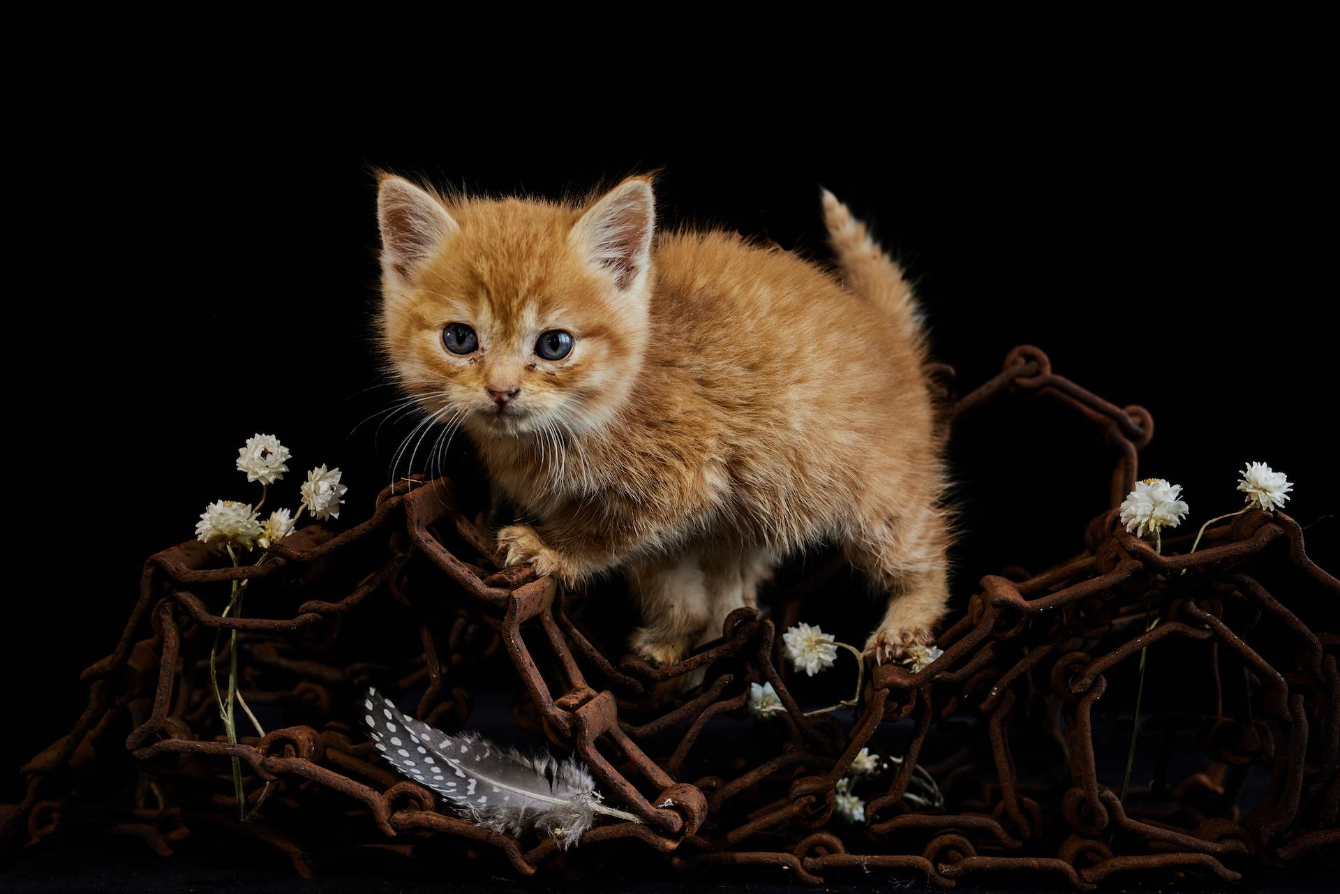 London Photography Awards Winner - Kitten In The Barn