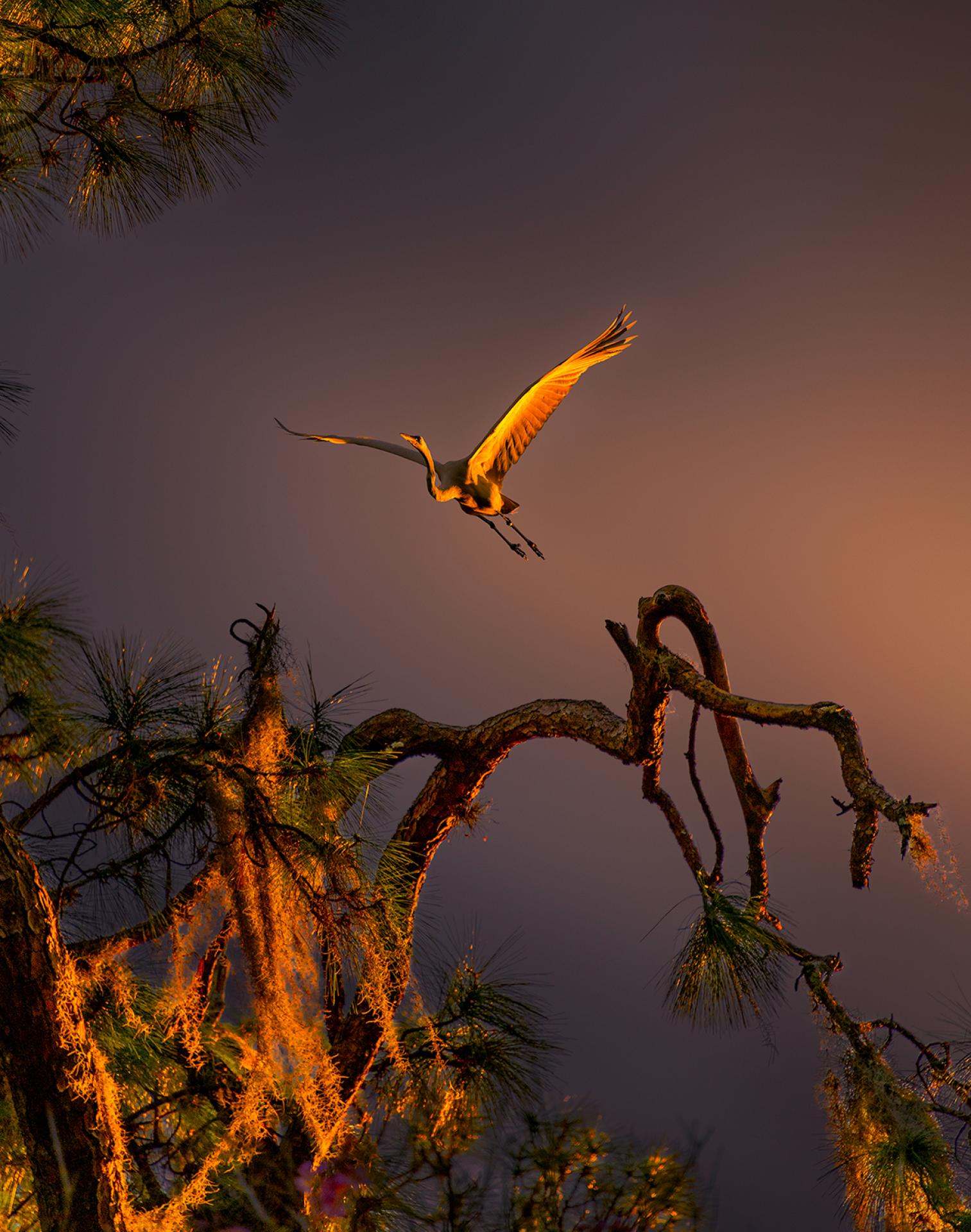 London Photography Awards Winner - Wings of Peace