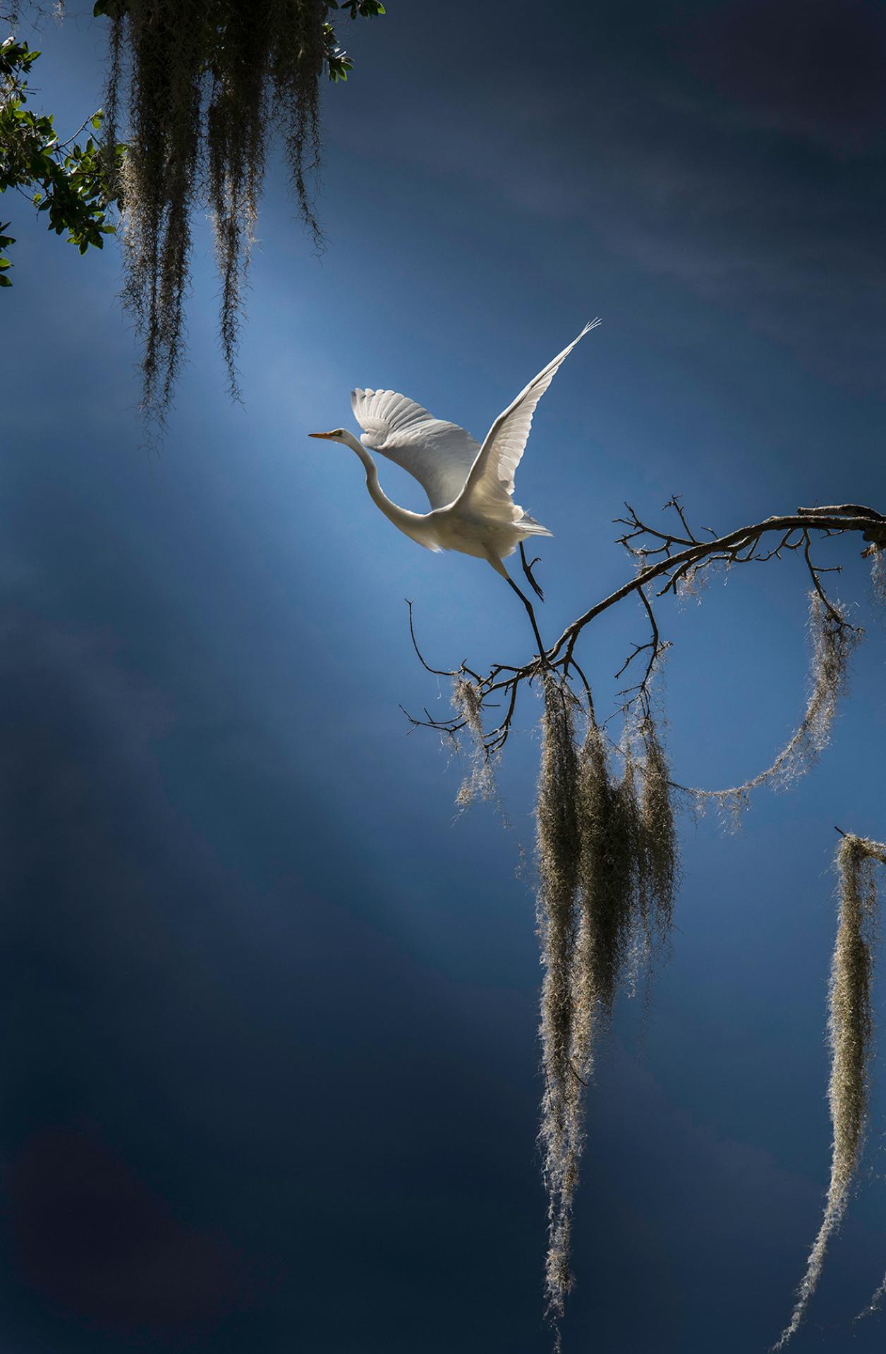 London Photography Awards Winner - Wings of Peace