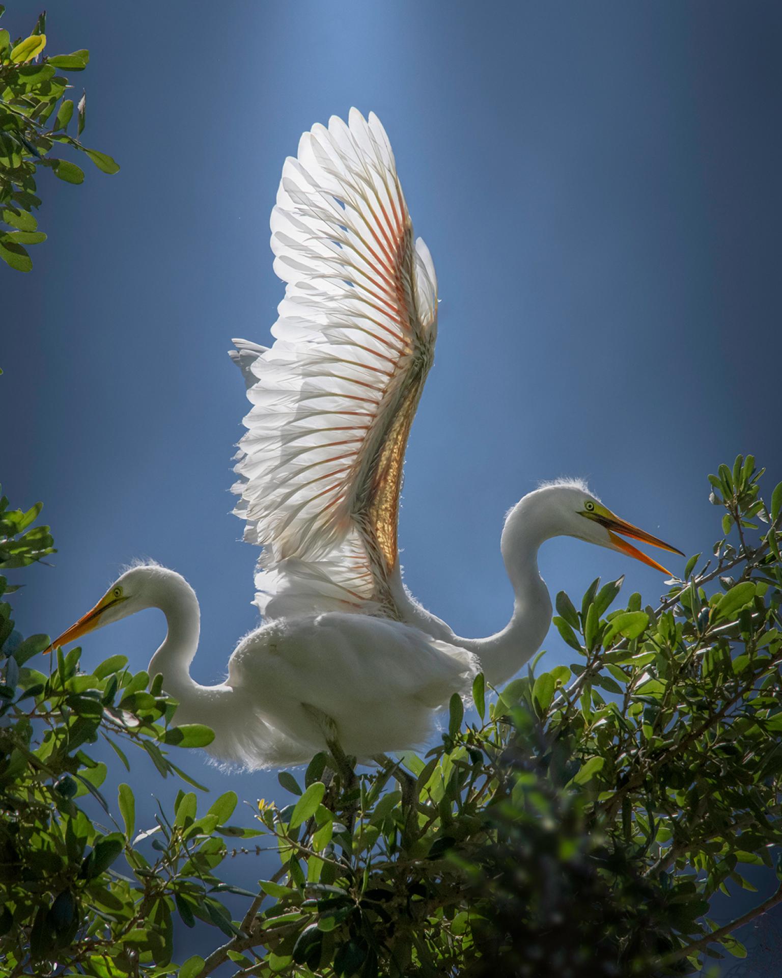 London Photography Awards Winner - Wings of Peace