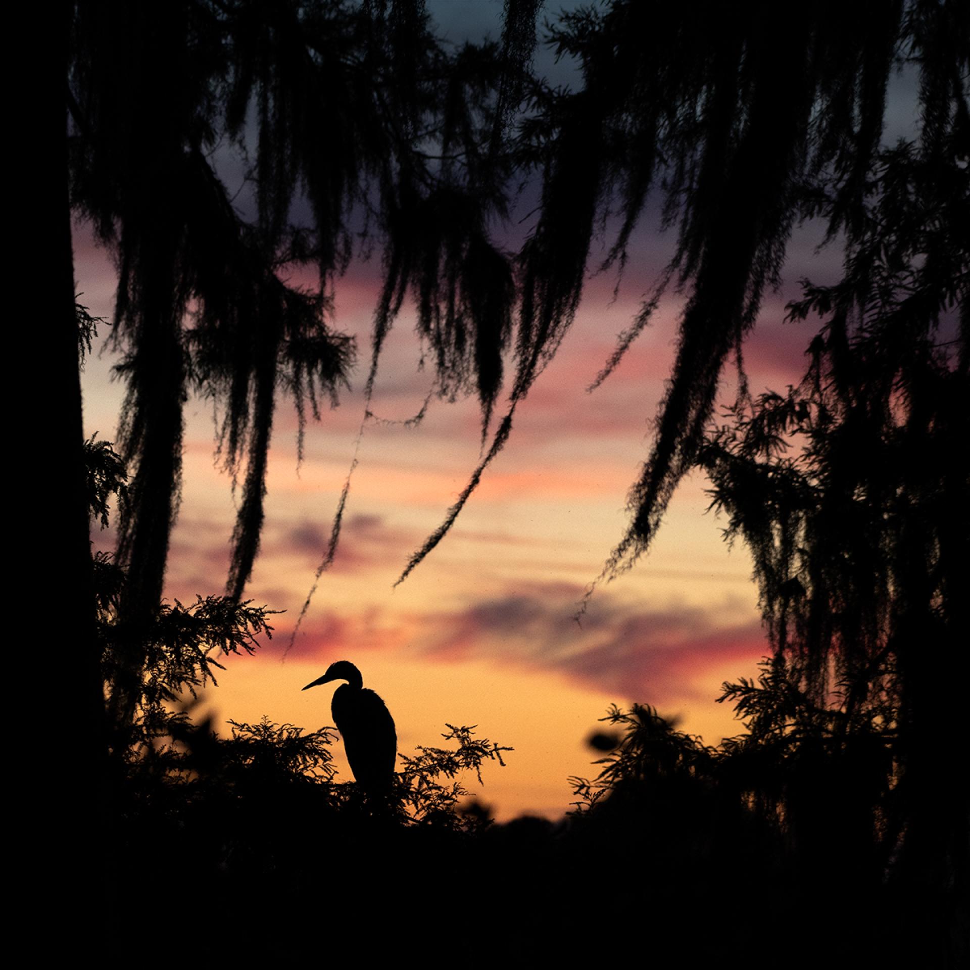 London Photography Awards Winner - Nature Frame