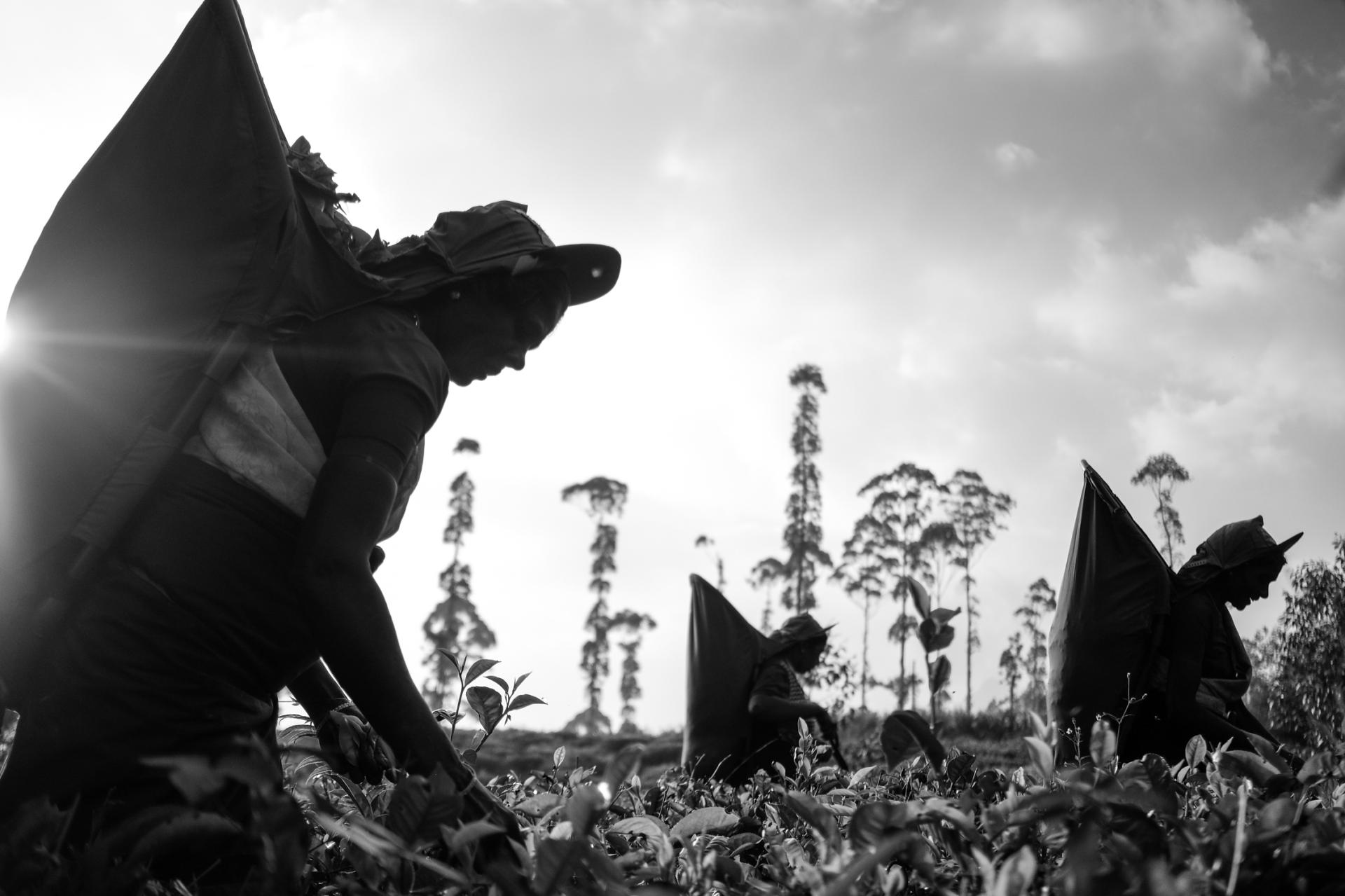 London Photography Awards Winner - Sri Lanka tea plantations