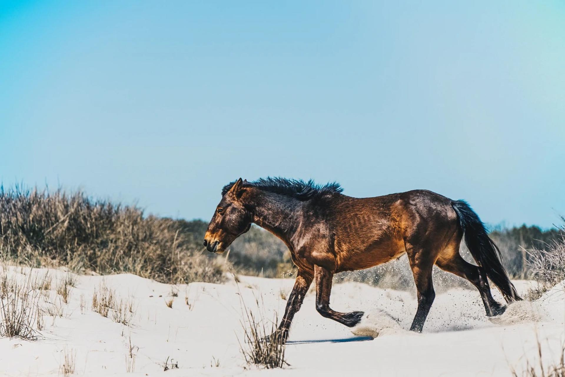 London Photography Awards Winner - Wild Sands