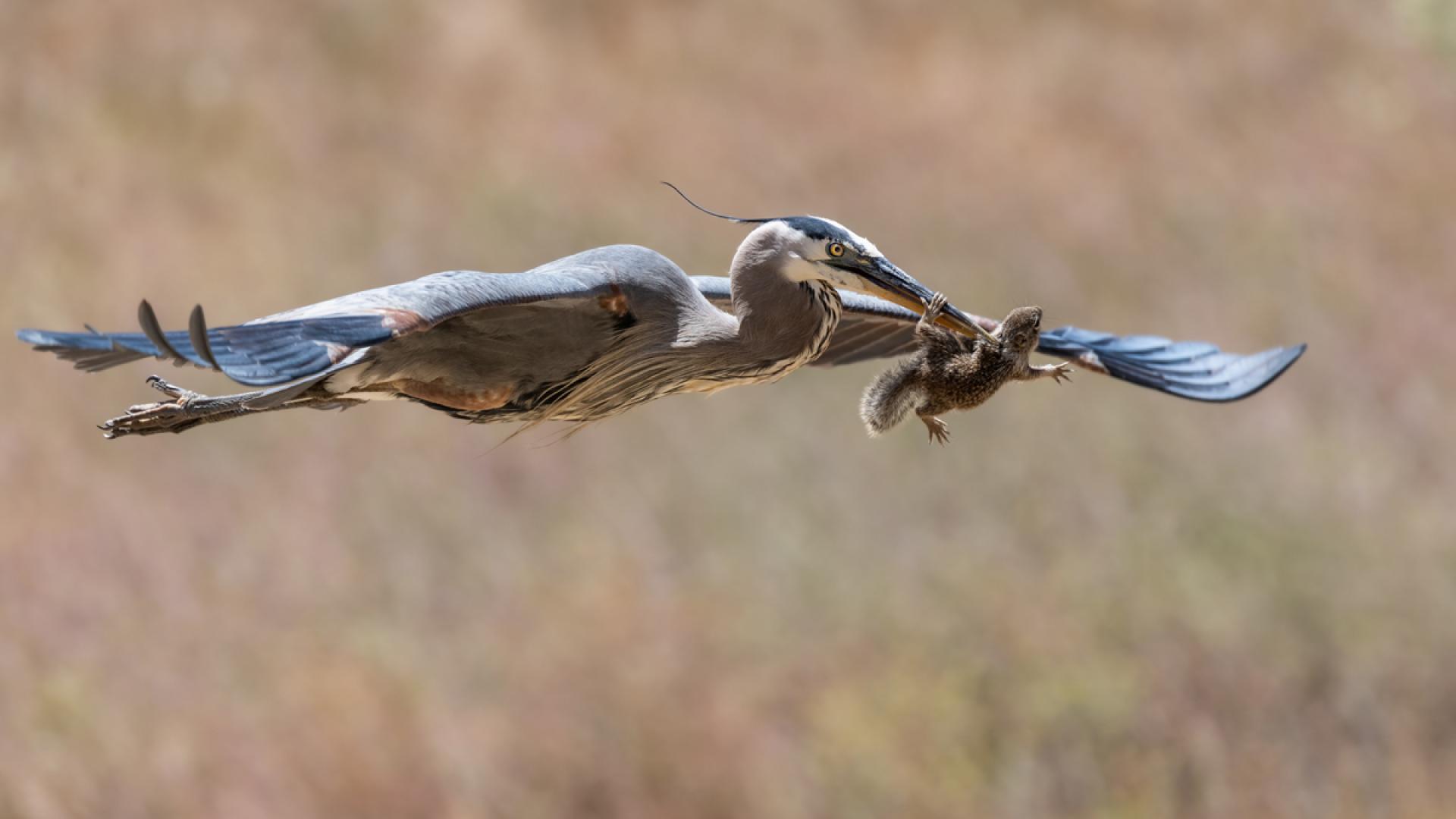 London Photography Awards Winner - fly together