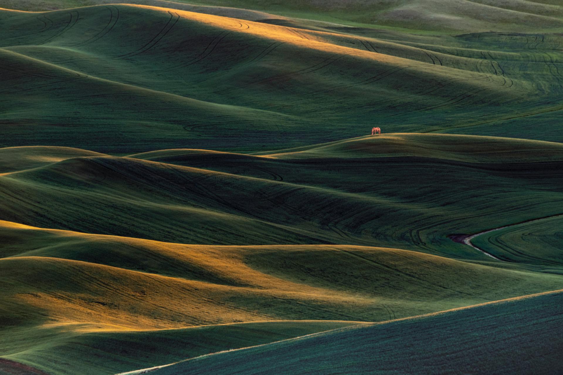 London Photography Awards Winner - Palouse wheat fields 