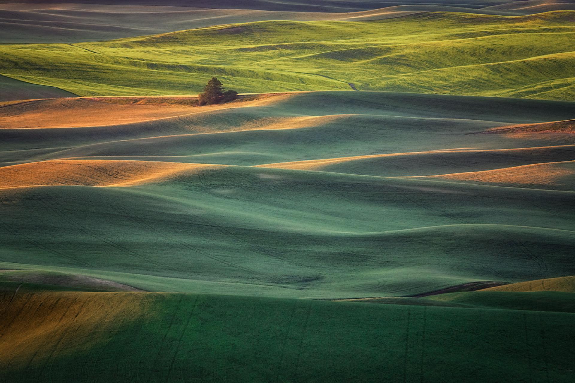 London Photography Awards Winner - Palouse wheat fields 