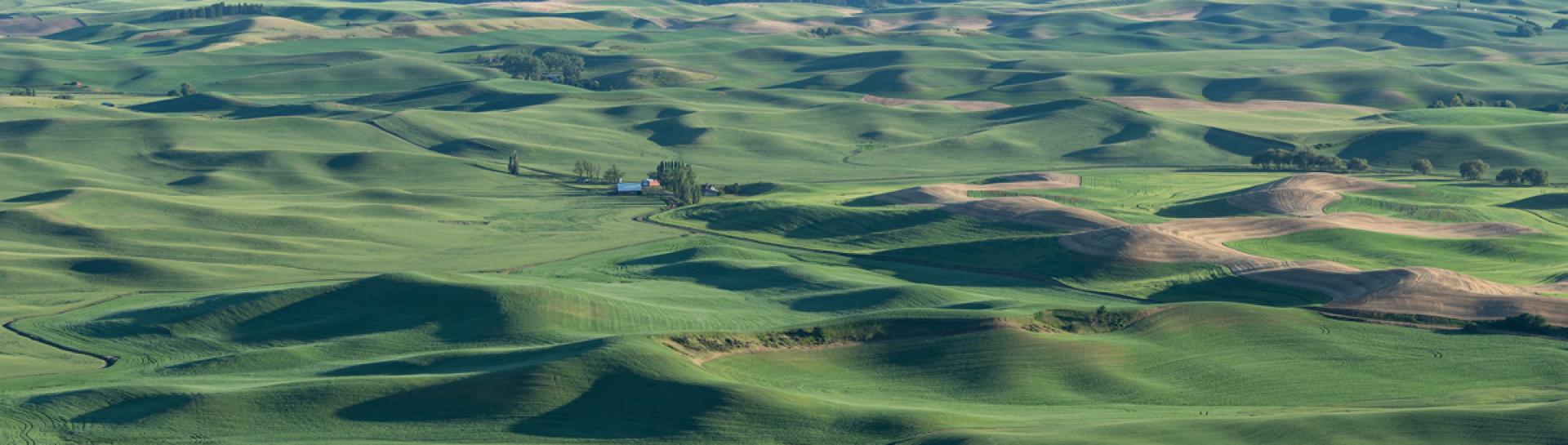 London Photography Awards Winner - Palouse wheat fields 