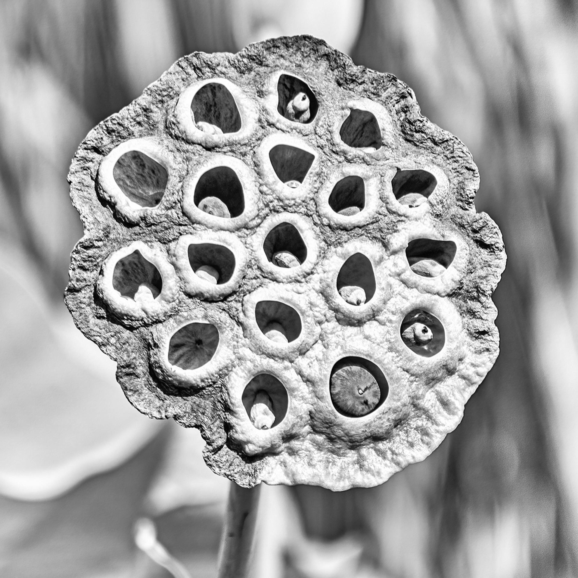 London Photography Awards Winner - Lotus Seed Flower