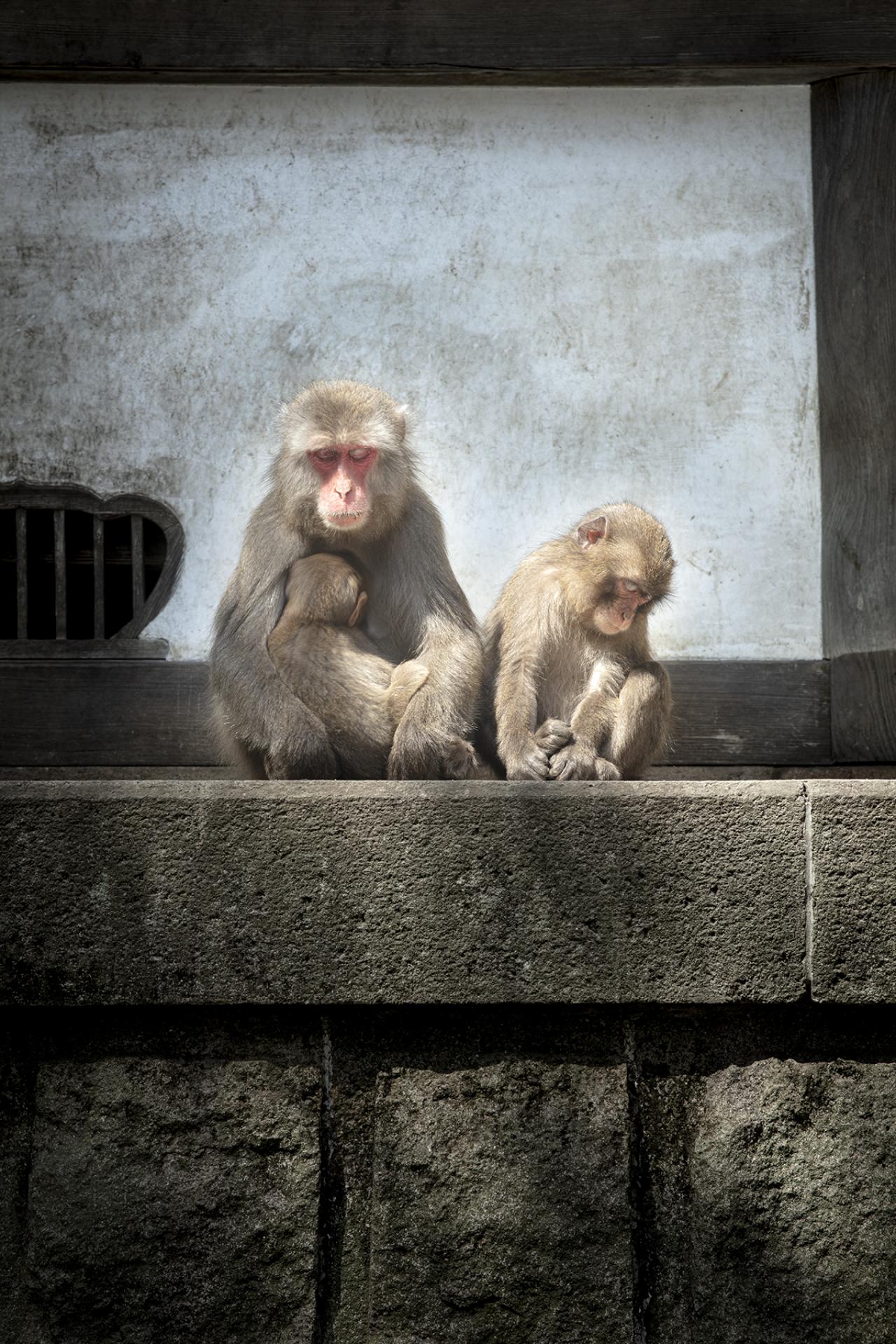 London Photography Awards Winner - Temple and Monkeys